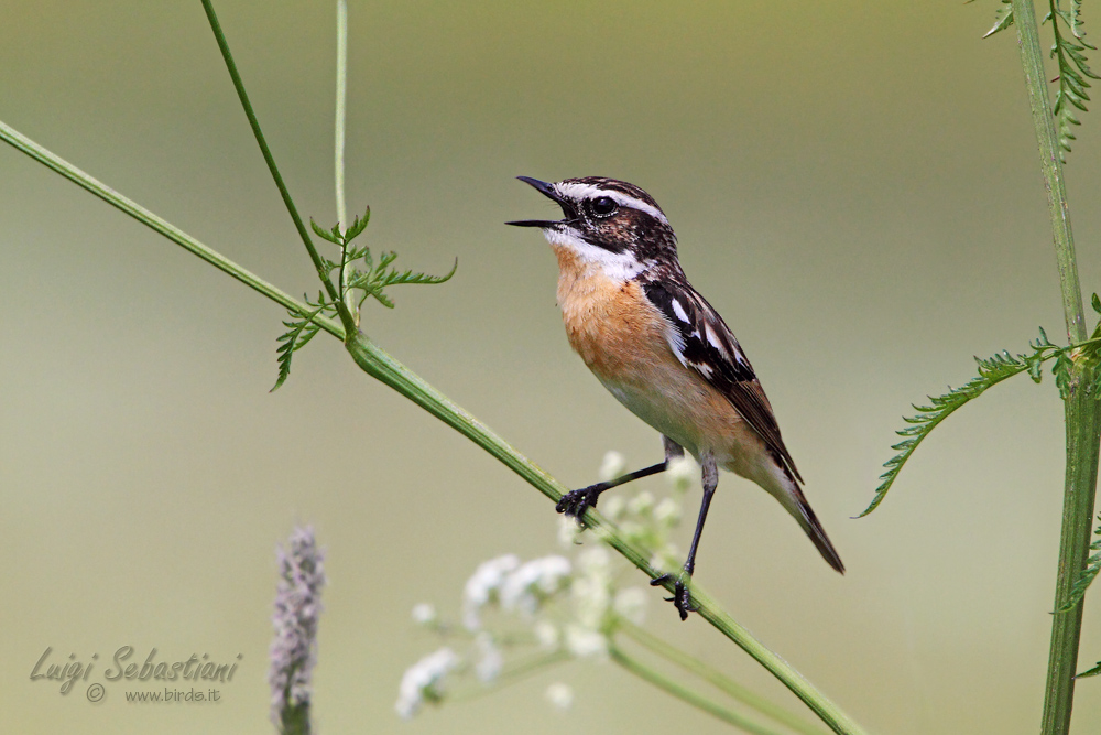 Whinchat in hand