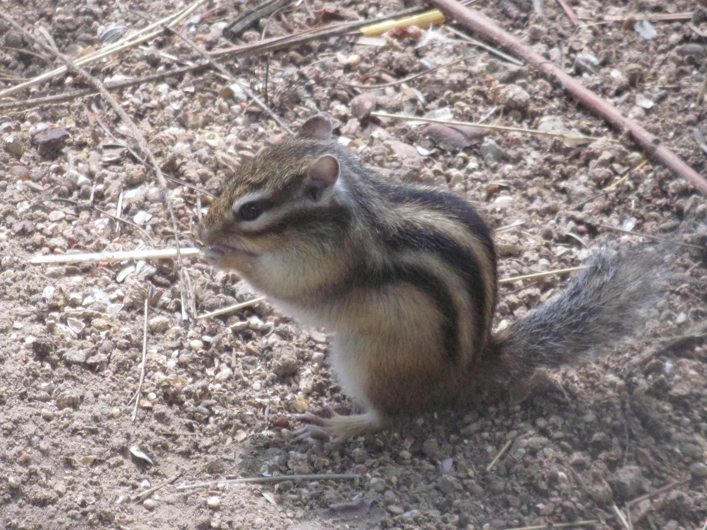 Scoiattolo giapponese