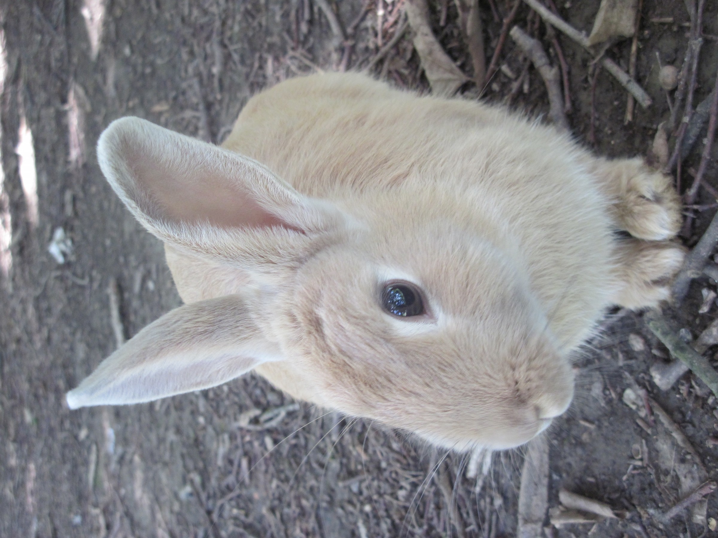 Profile rabbit