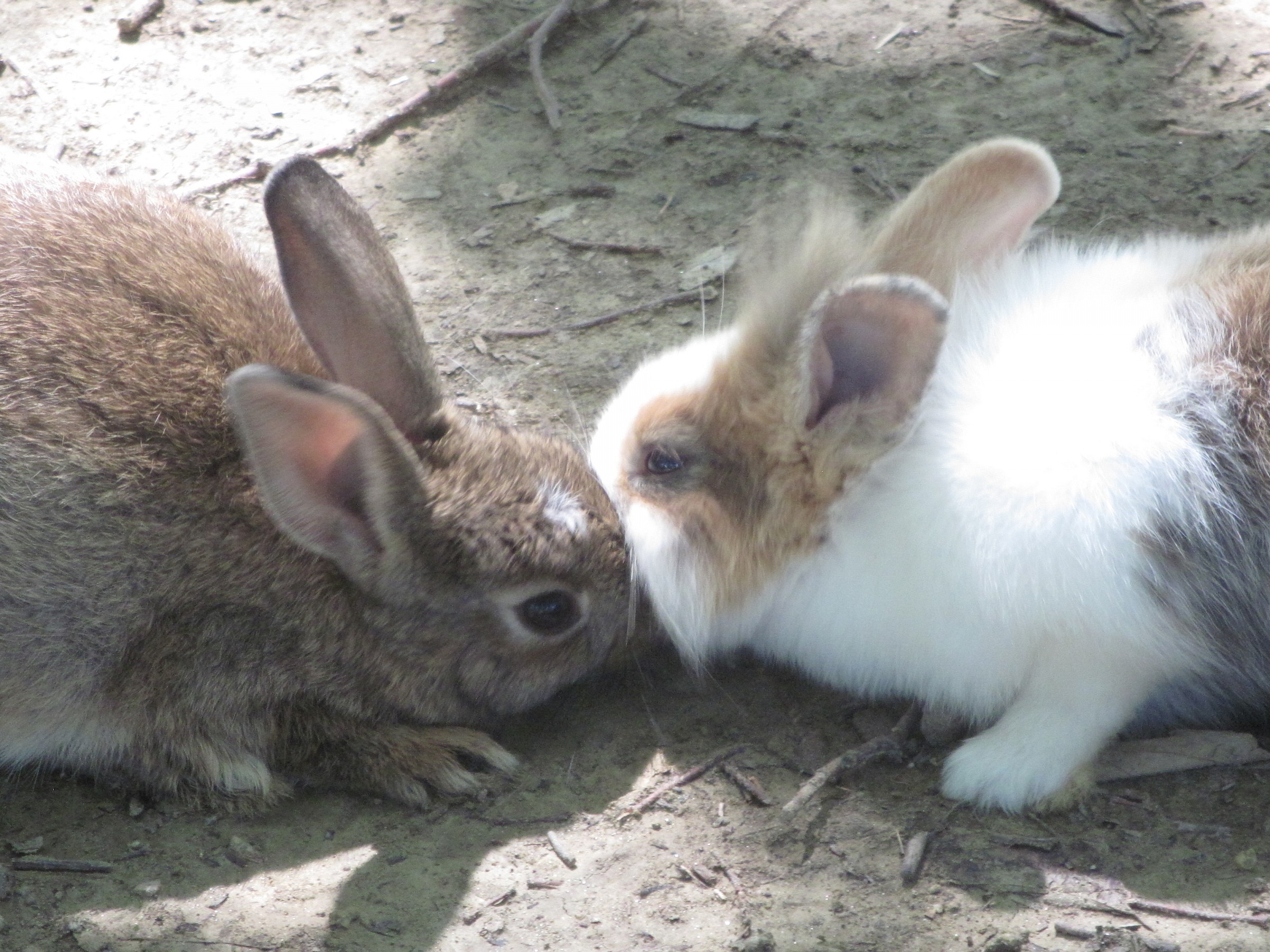 Rabbits in love