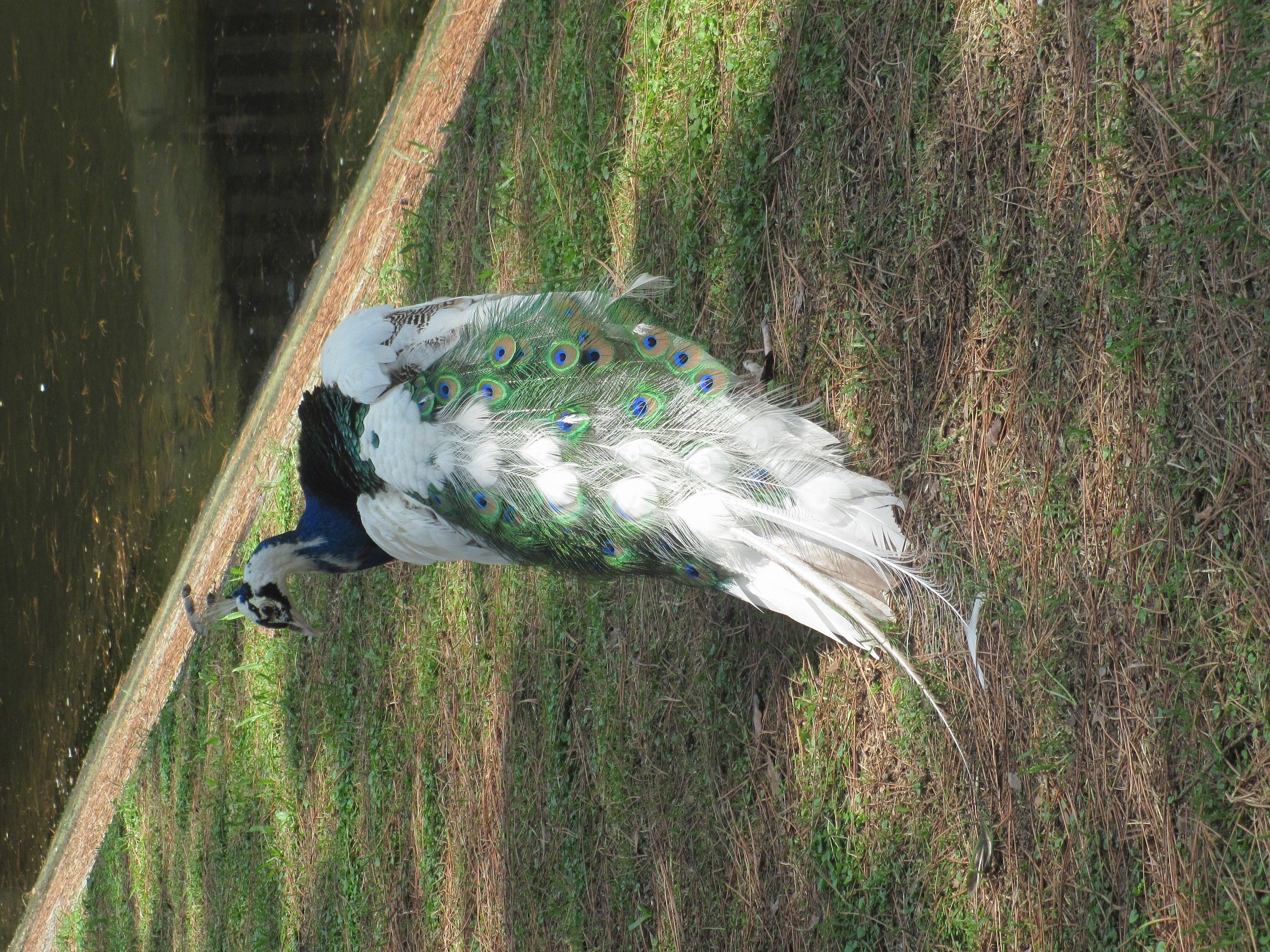 Peacock