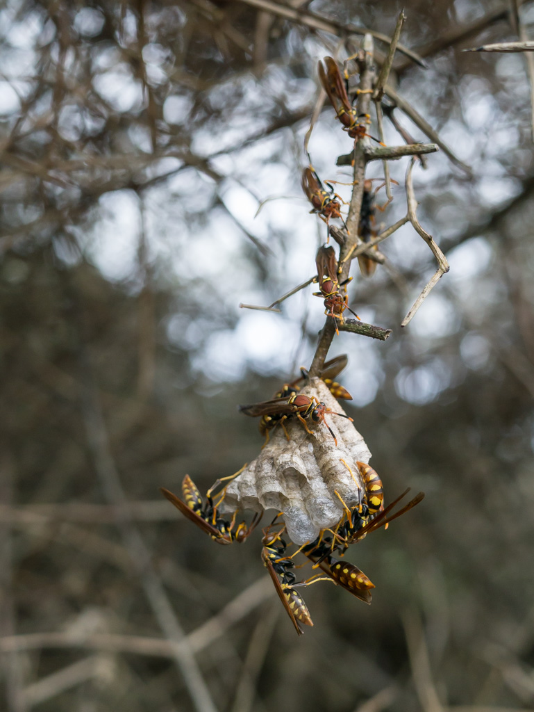 Construction of the nest