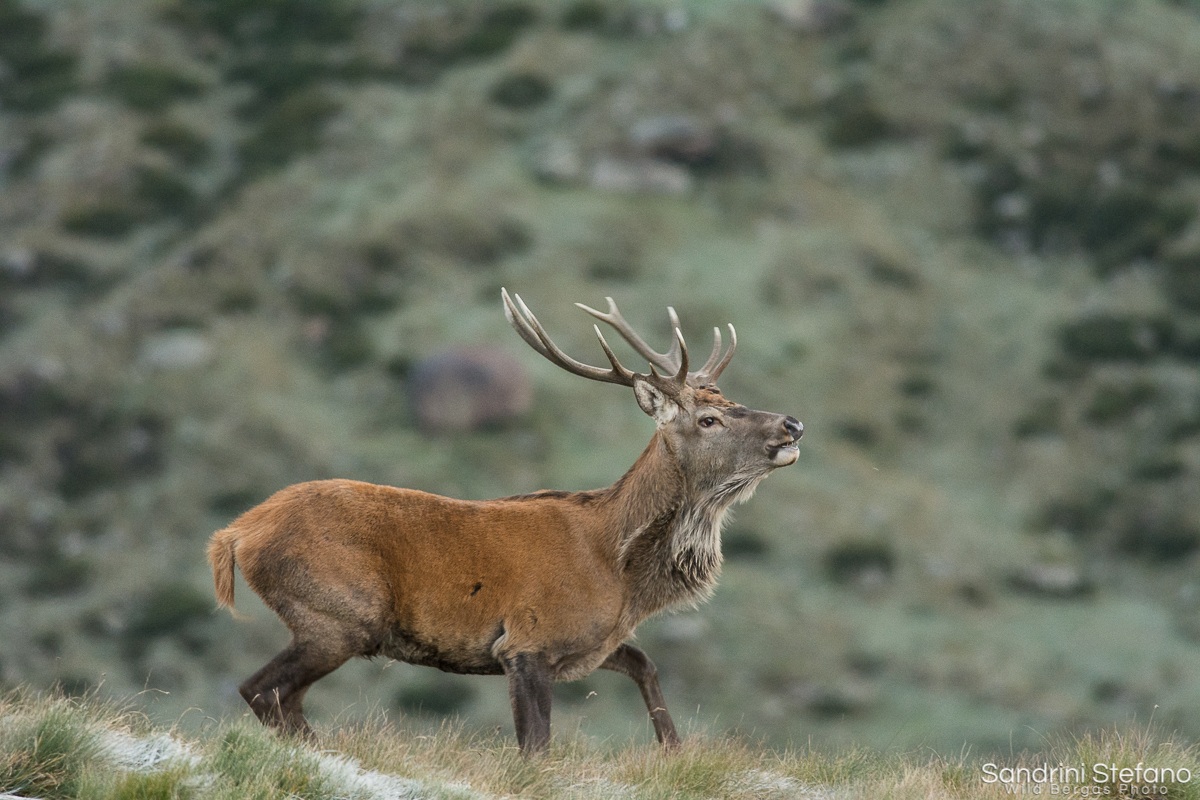 Cervo - Passo di danza
