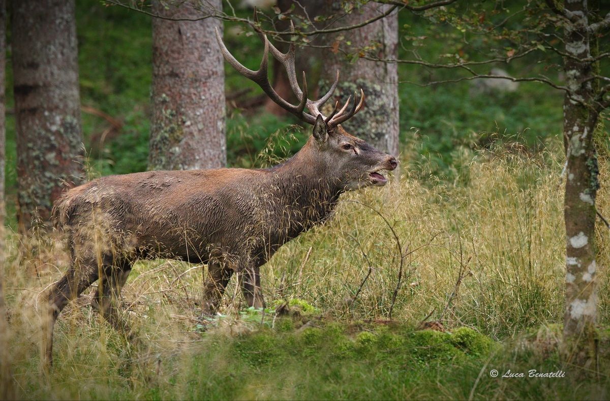 incontro ravvicinato