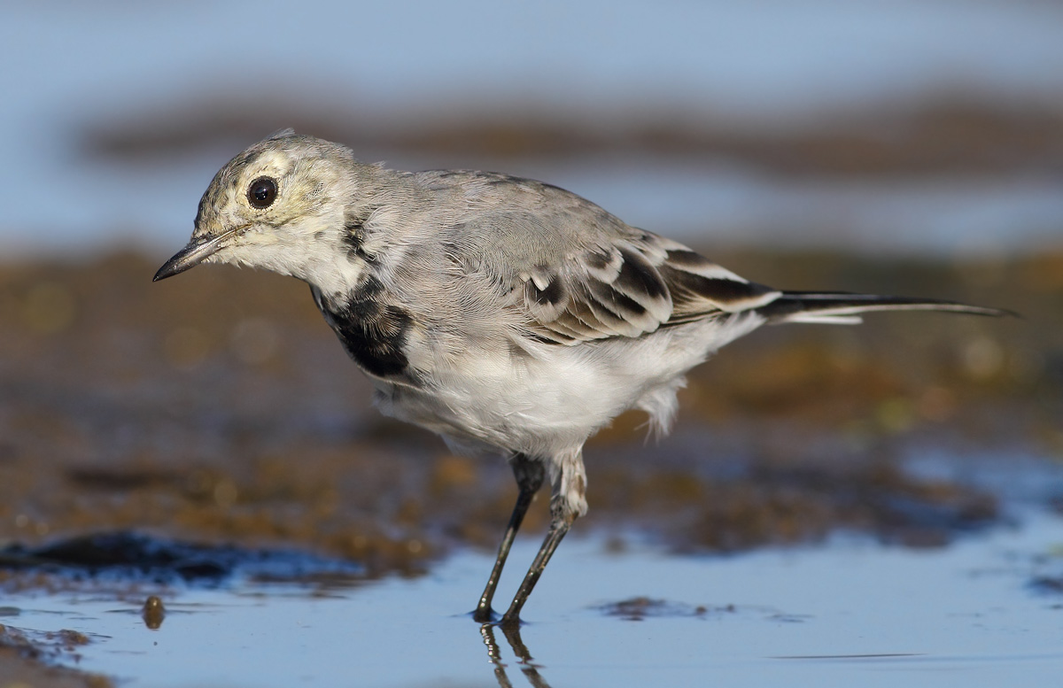 young ballerina white curious