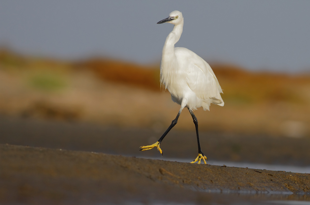 Egret