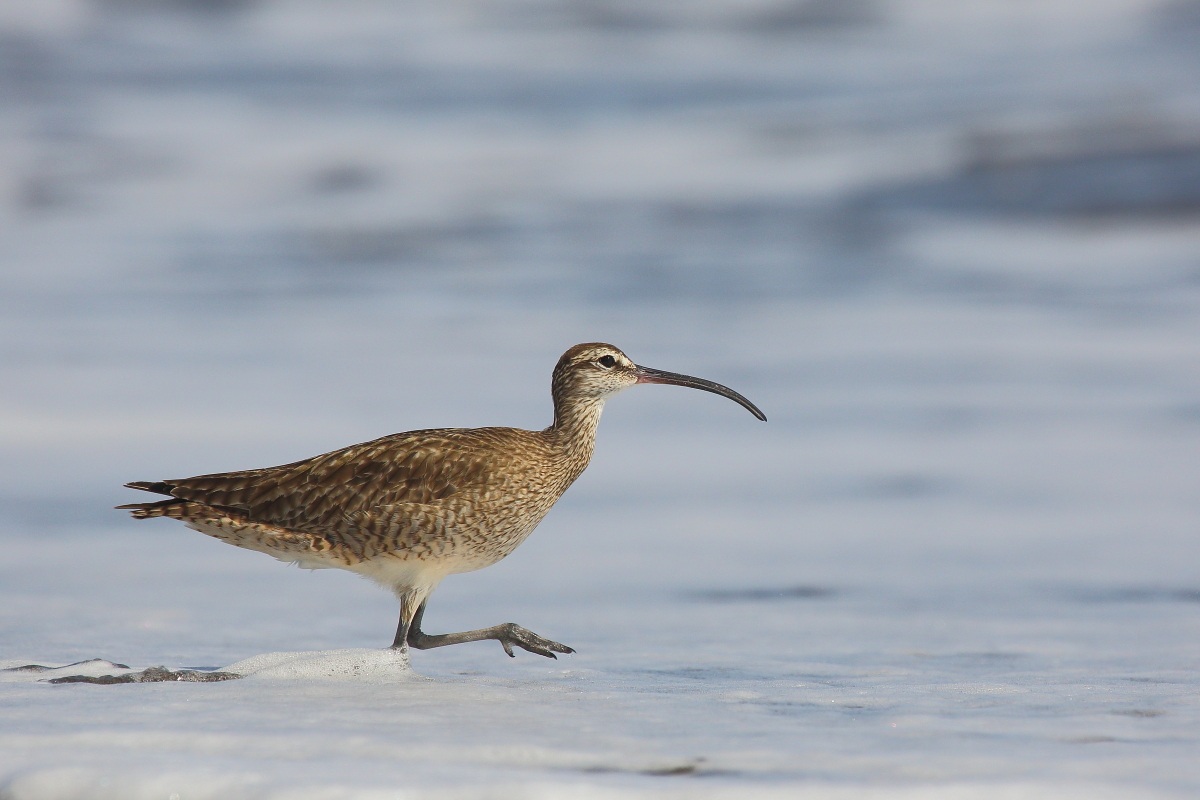 Passeggiando nella schiuma