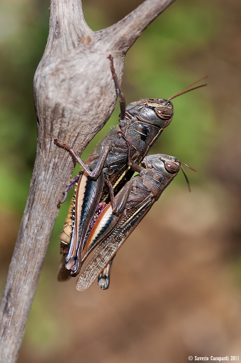 Eyprepocnemis plorans