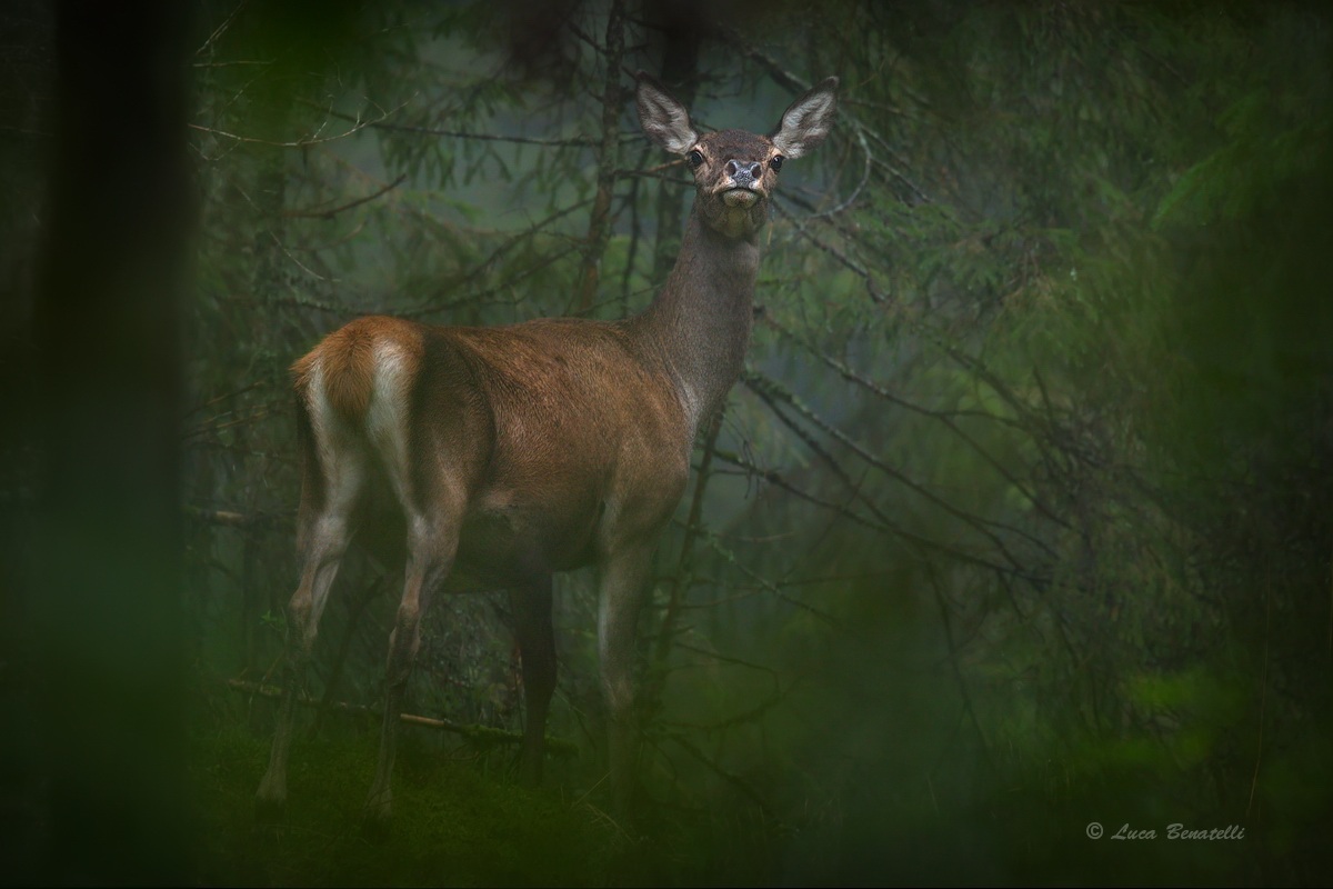 Nelle profondità della foresta....