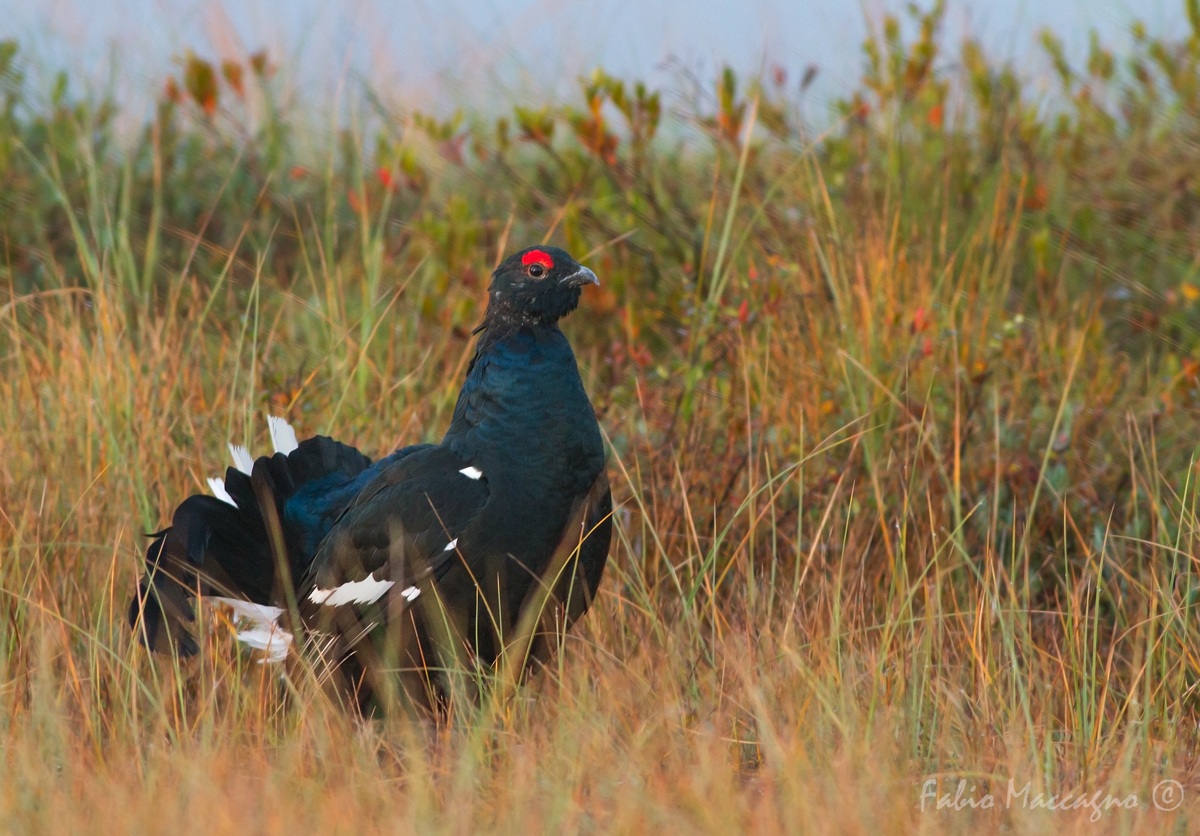 Il re dell'arena - Gallo forcello