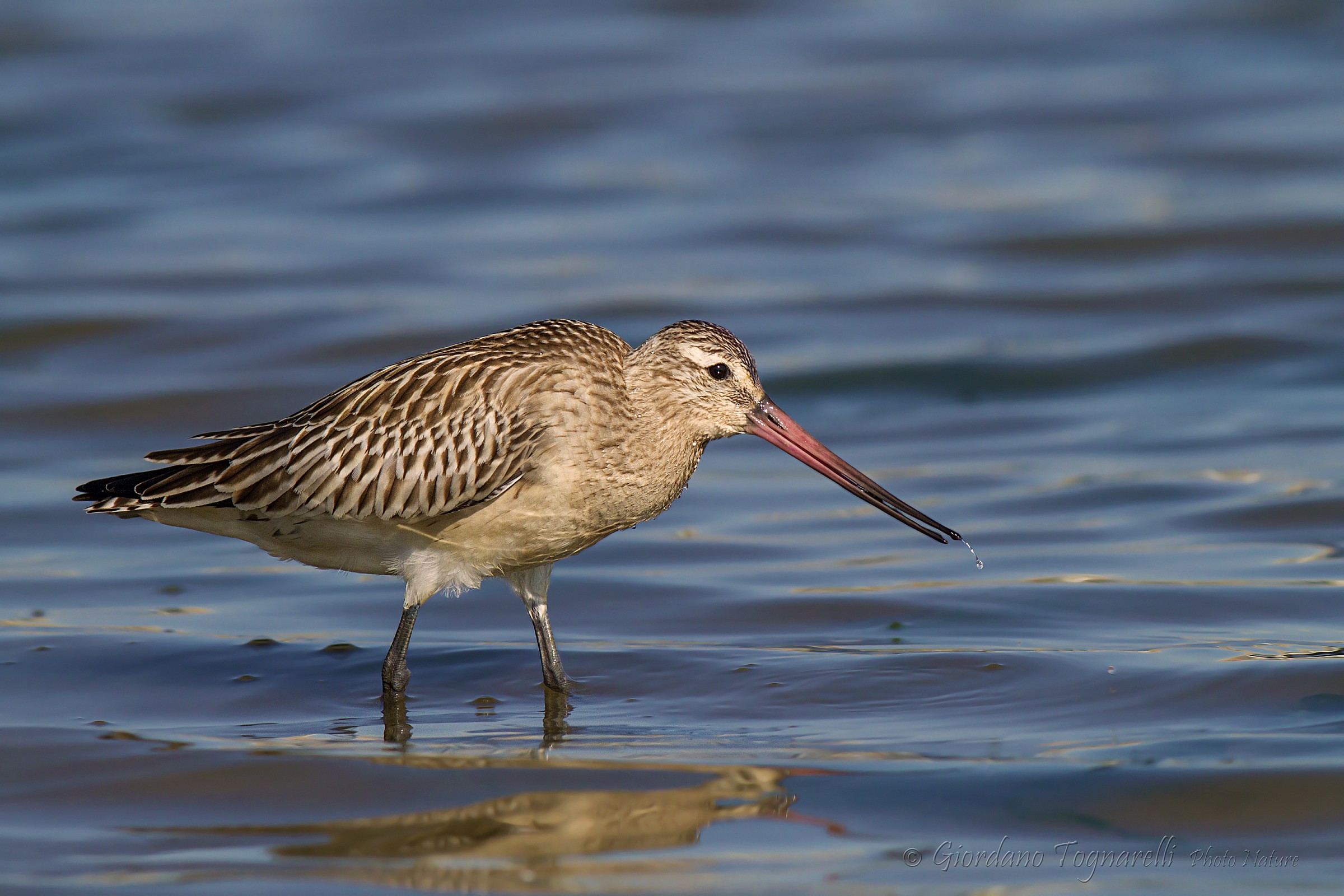Bar-tailed Godwit