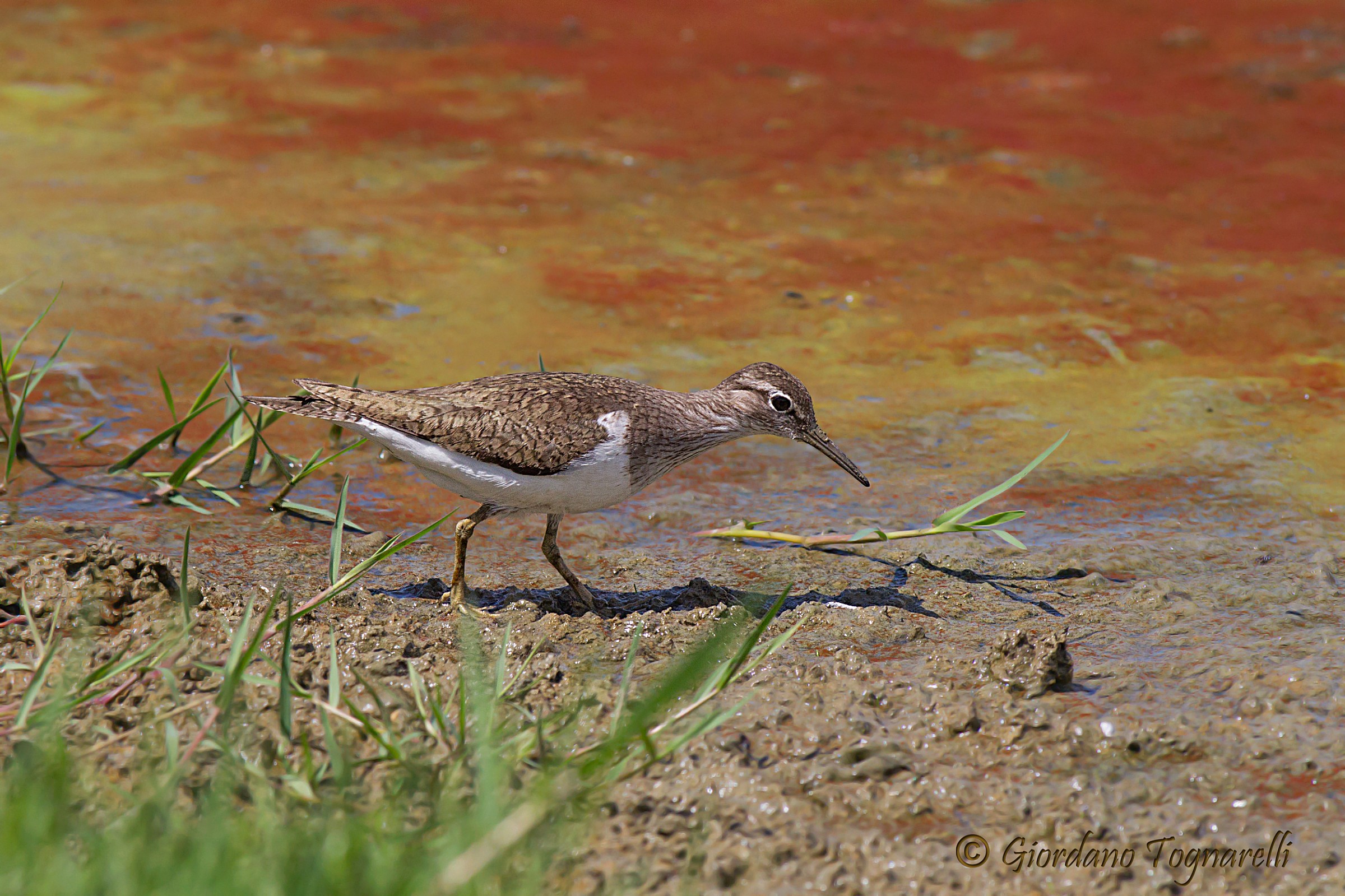 Sandpiper