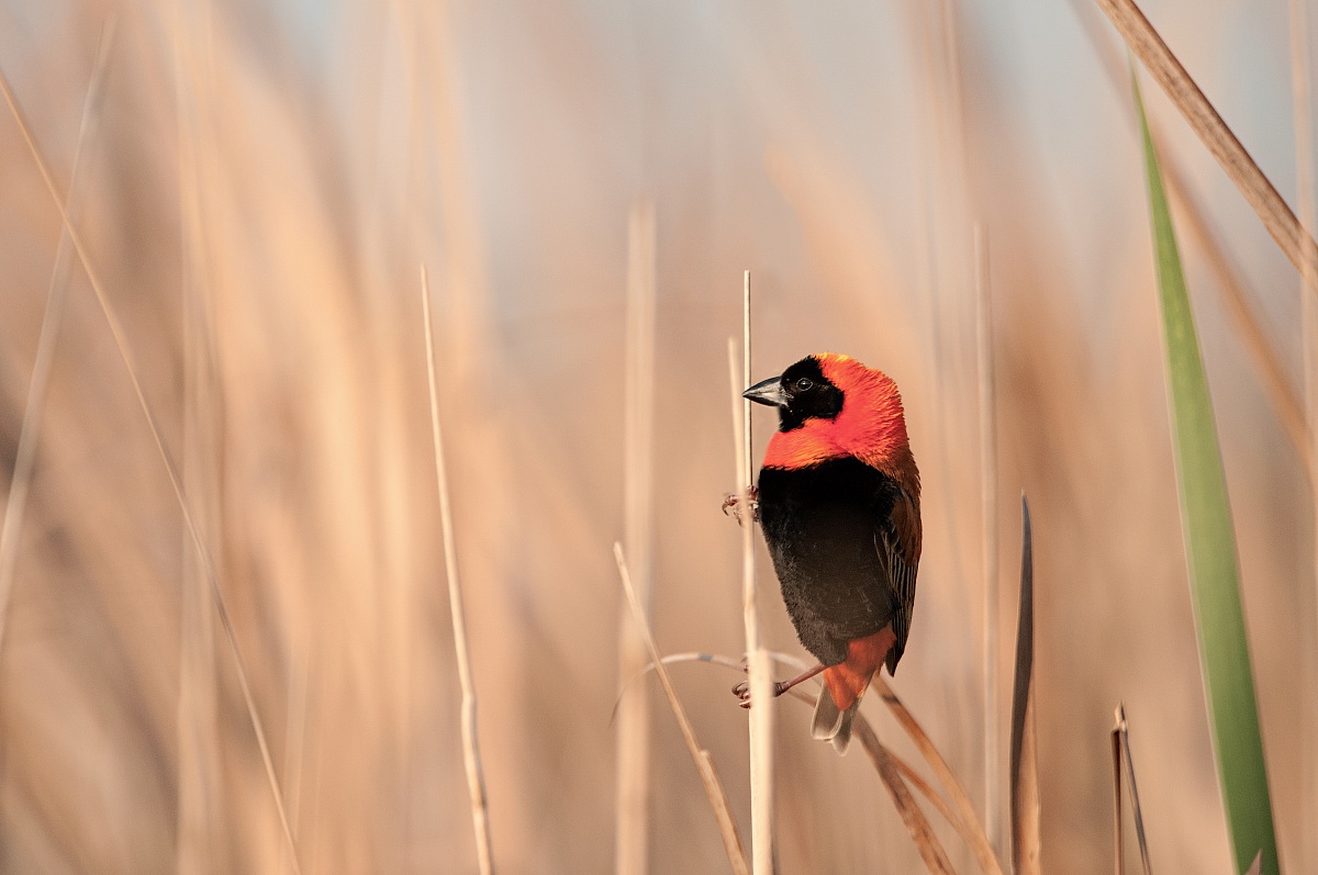 Black-winged red bishop (Ploceus hordeaceus)