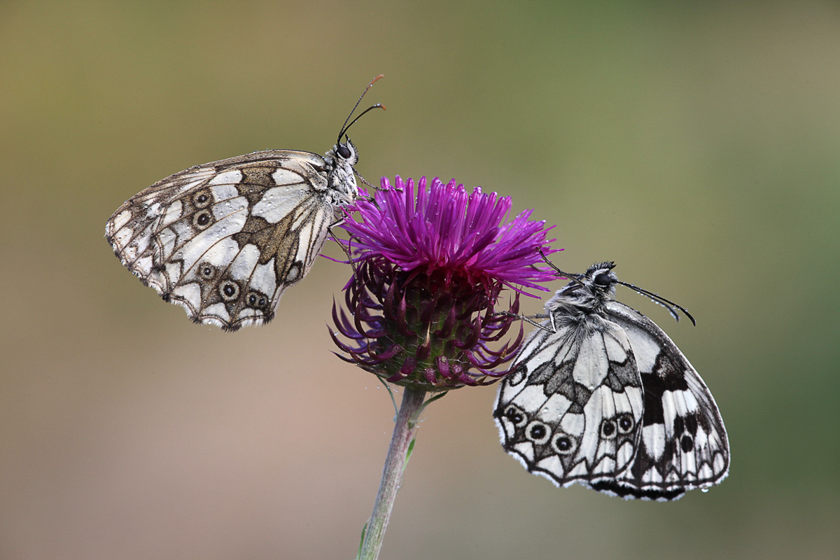 Melanargia galathea