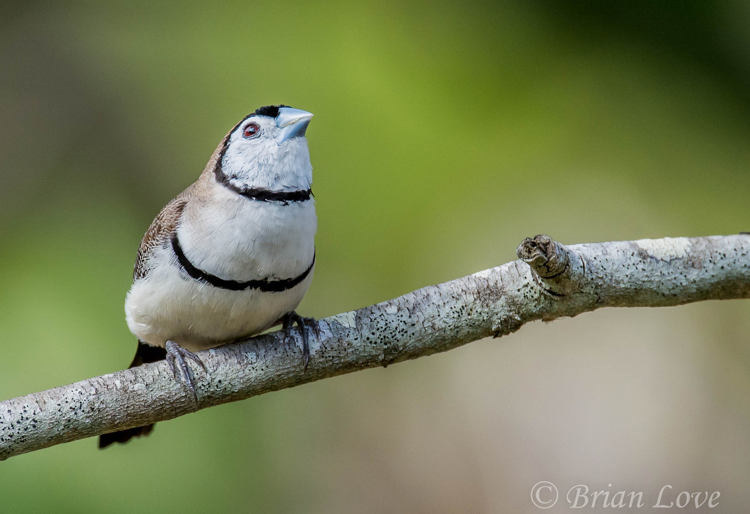 Double-barred Finch