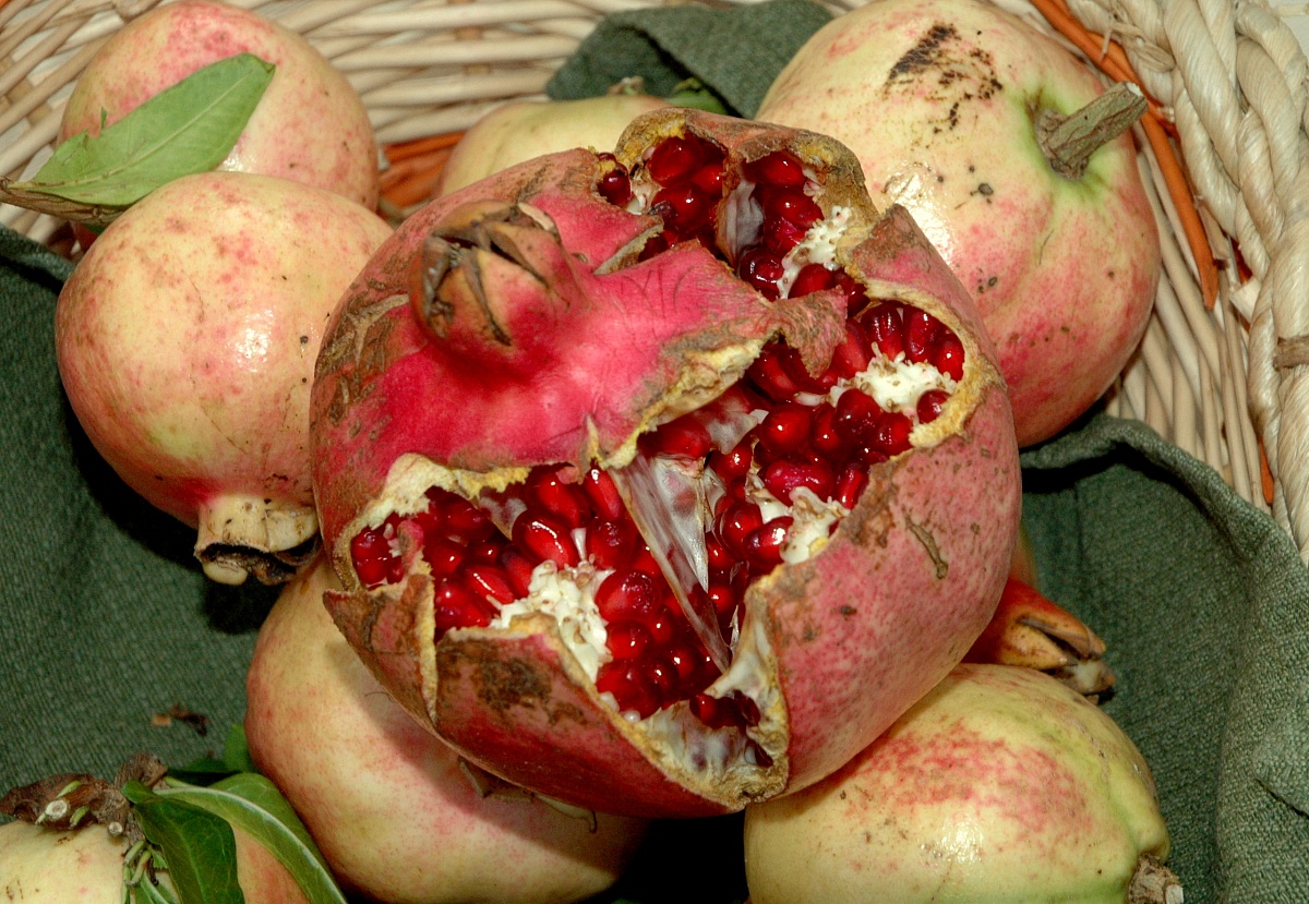 Pomegranate