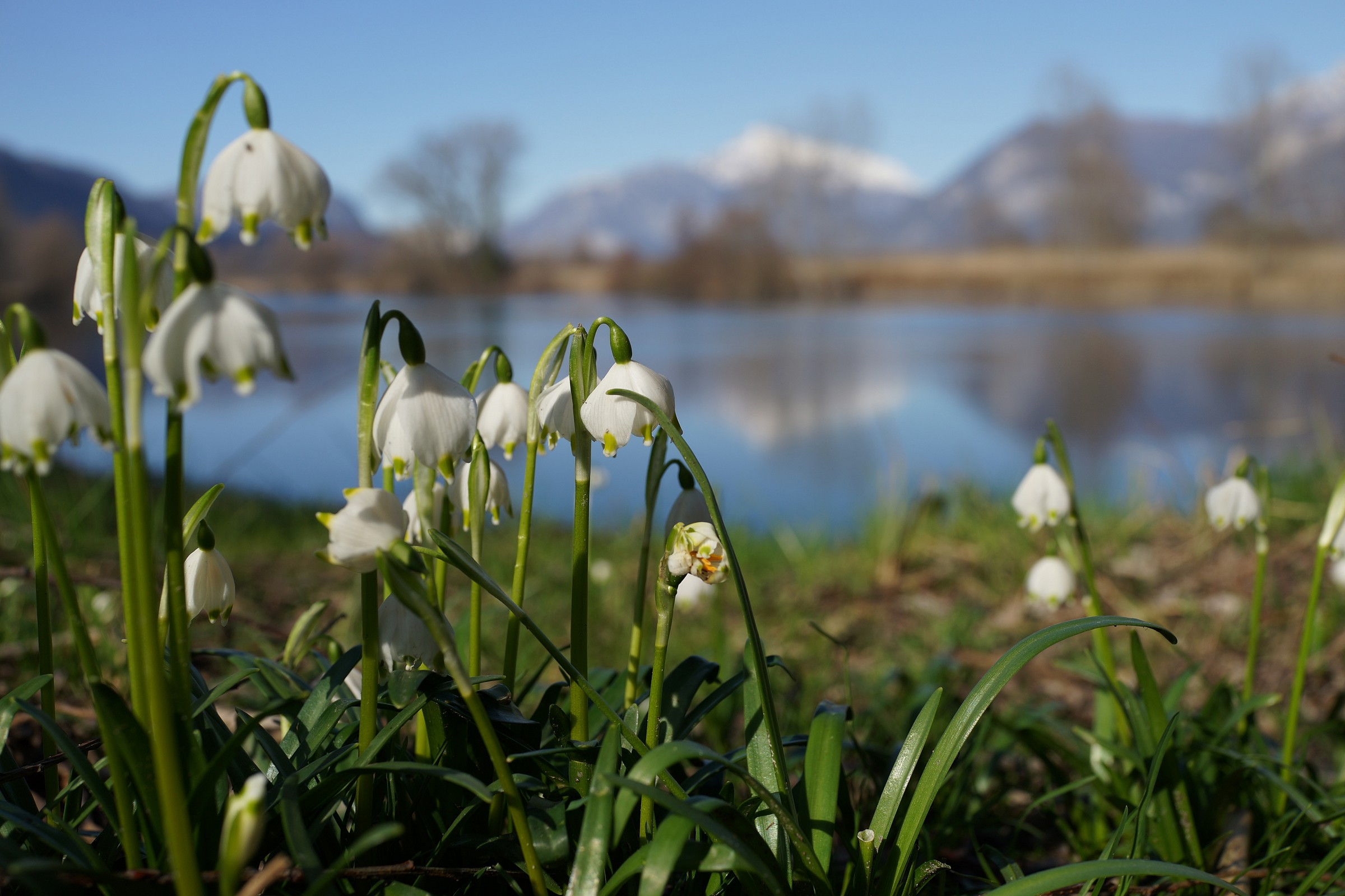 Adda, snowdrops along the shore
