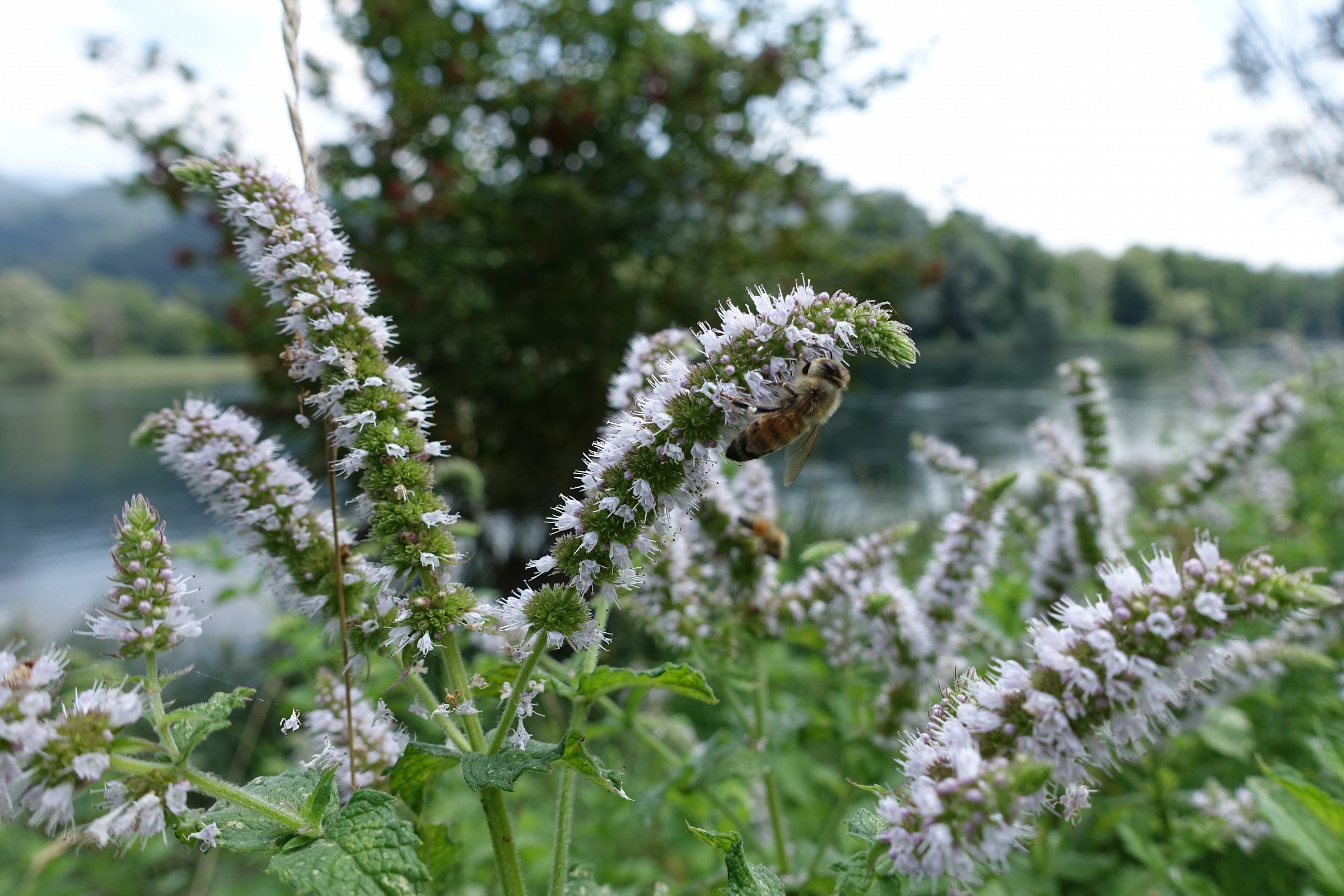 Adda, Mint in flower