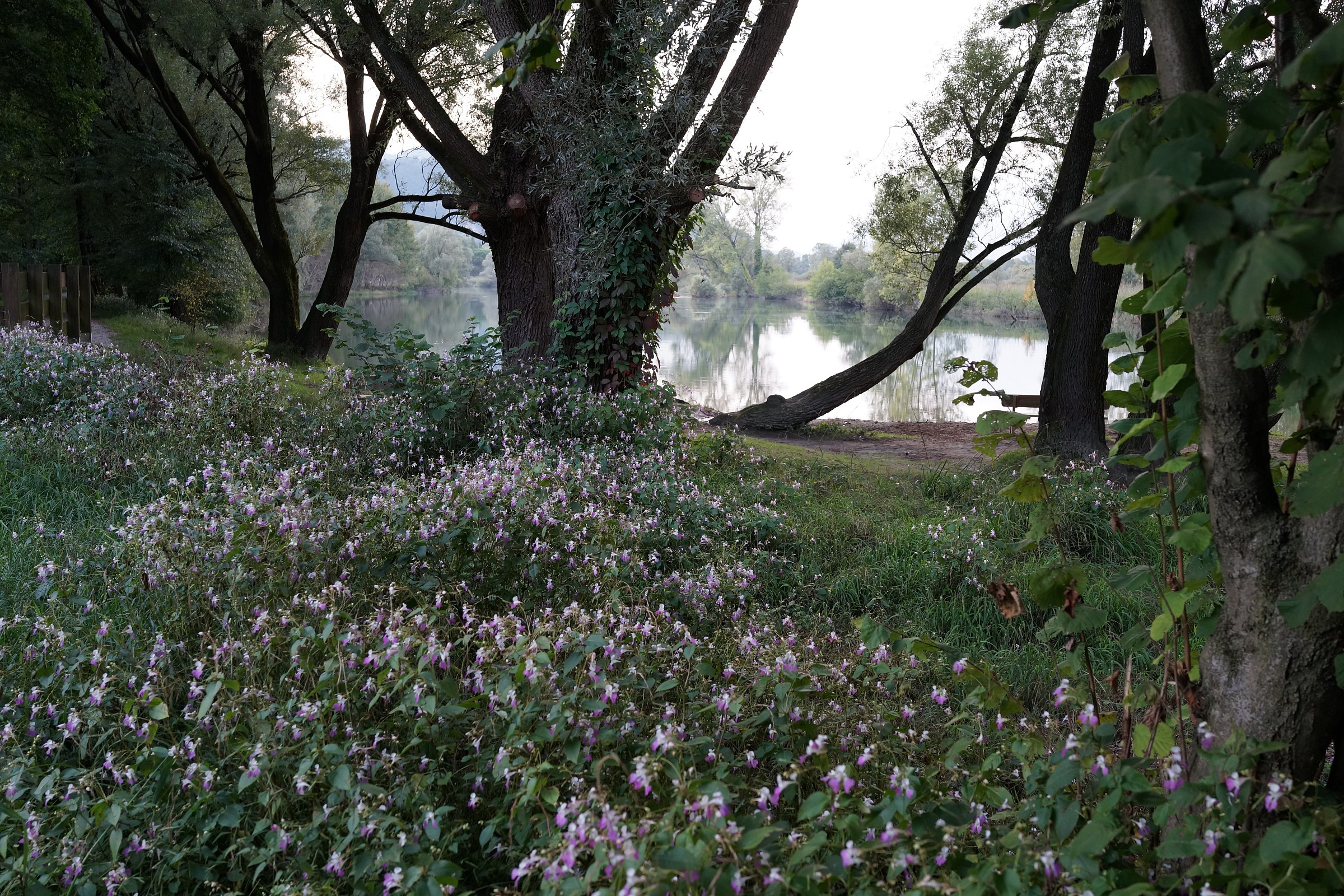 Adda, prato in fiore