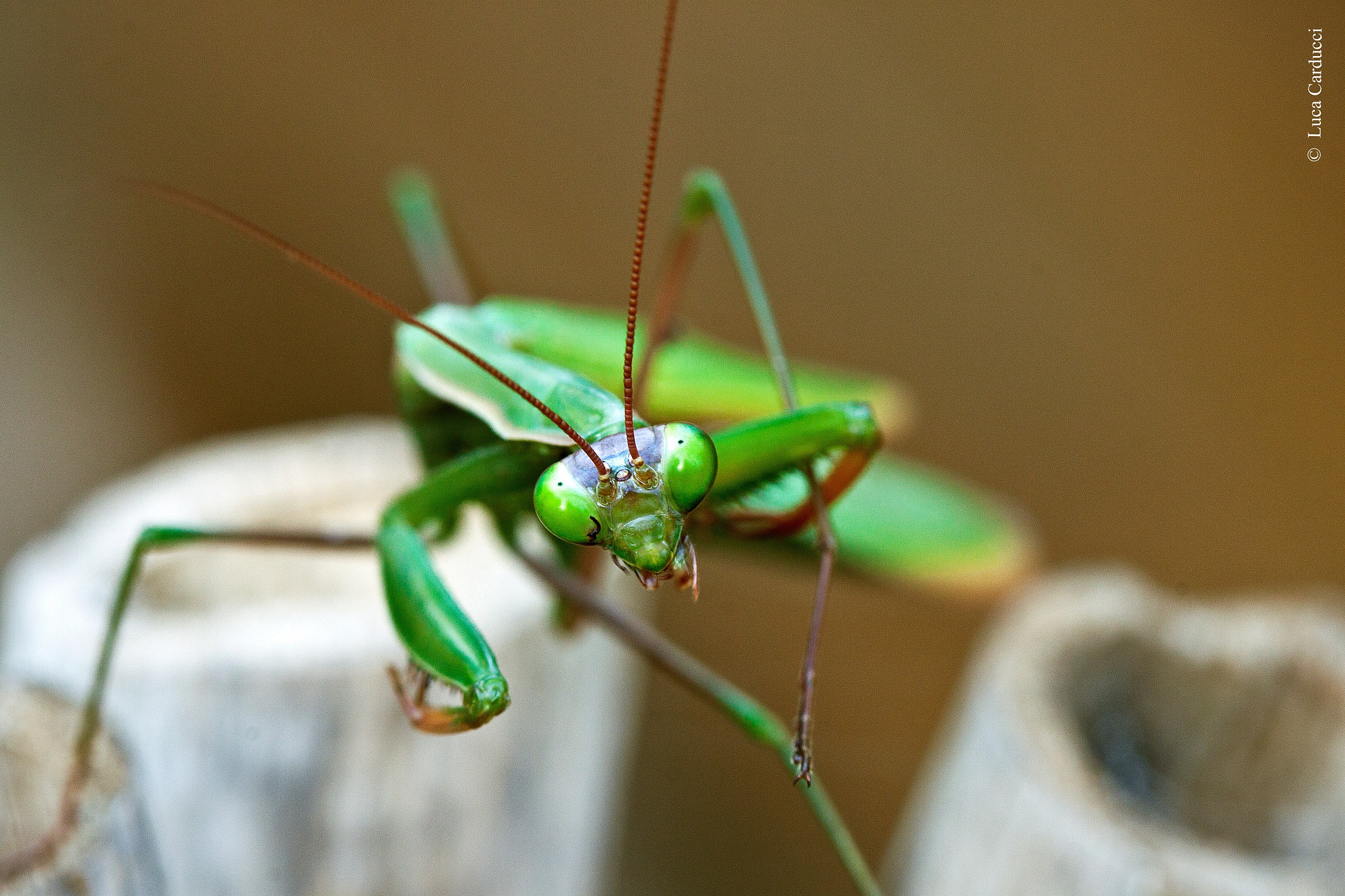 Mantis religiosa