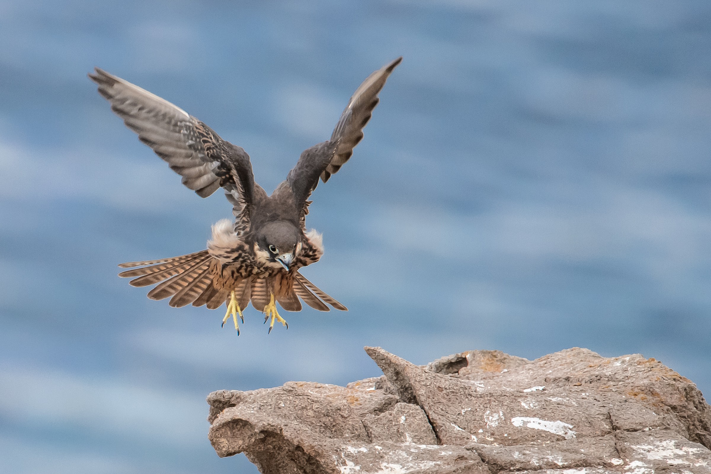 Queen's Landing in sickle