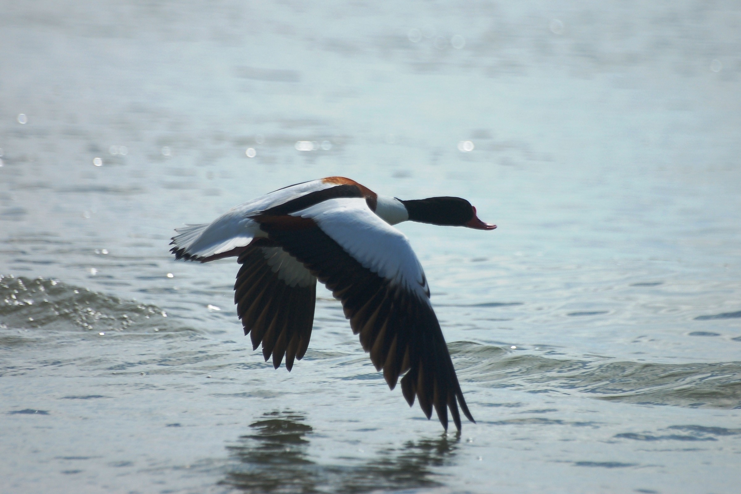 Shelduck in flight