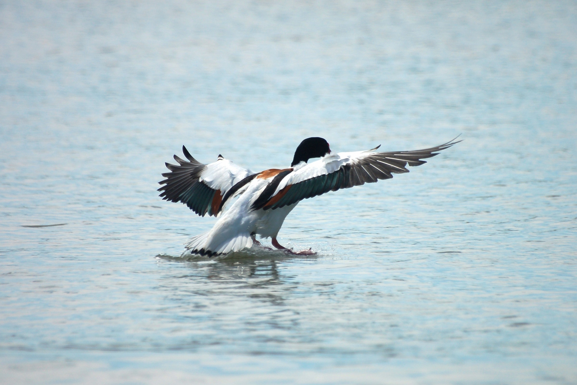 Shelduck