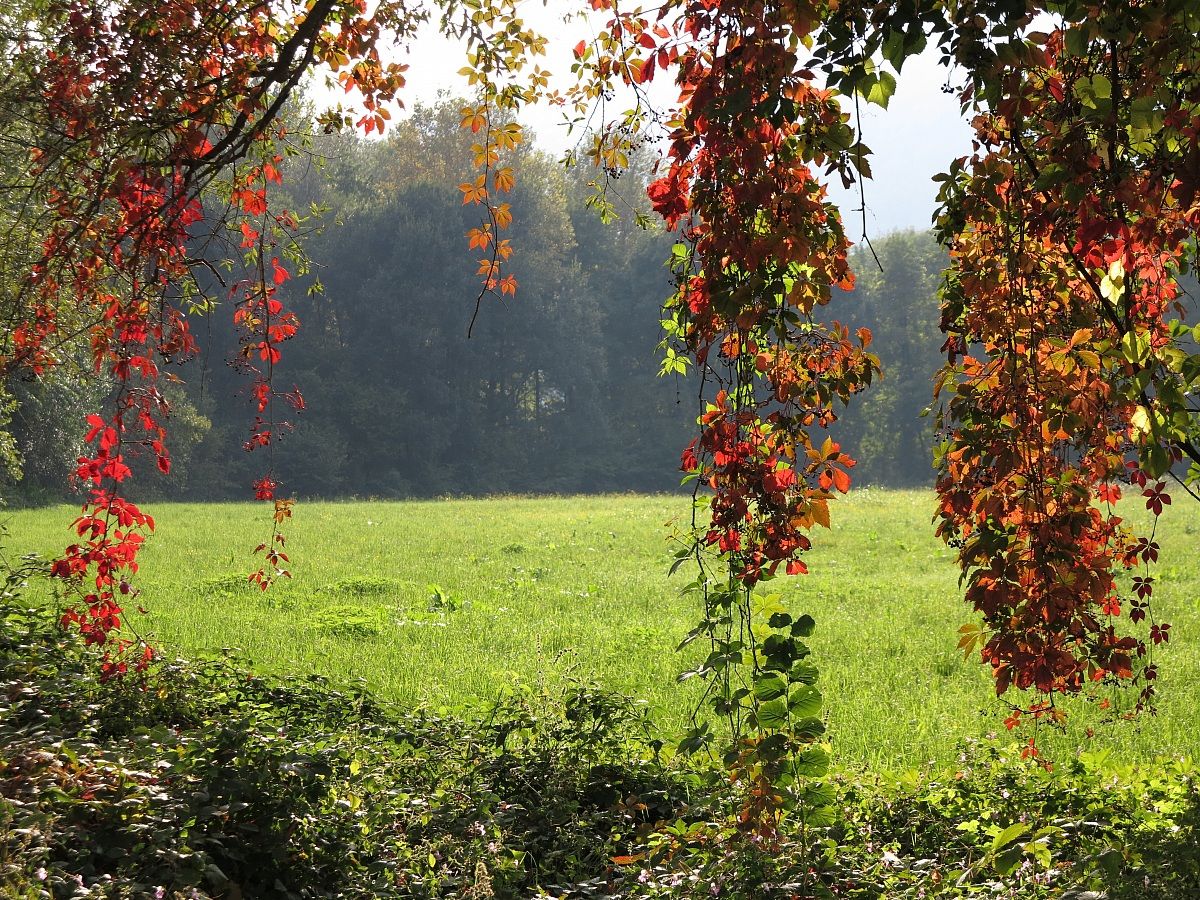 Adda, Virginia creeper in autumn