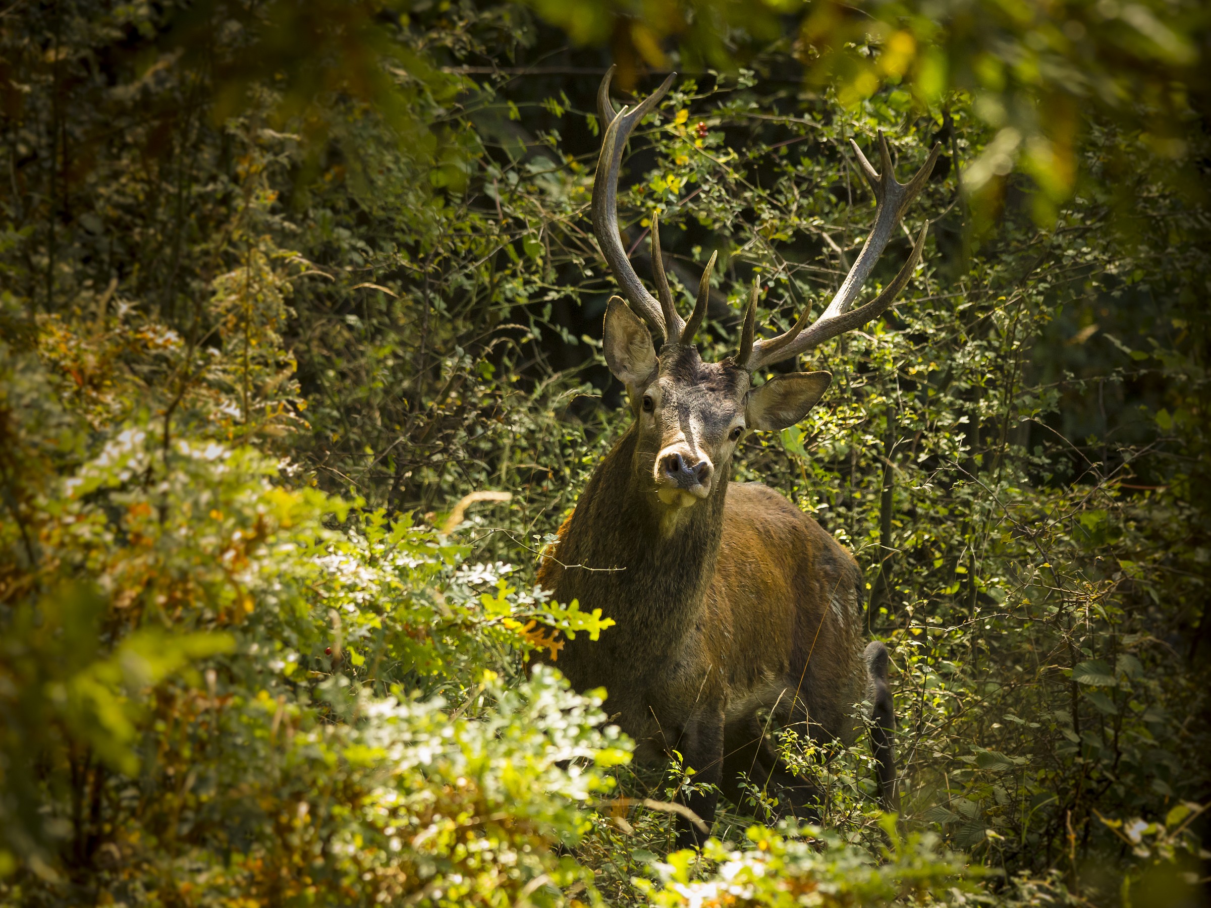 to 'sudden ... a beautiful deer!