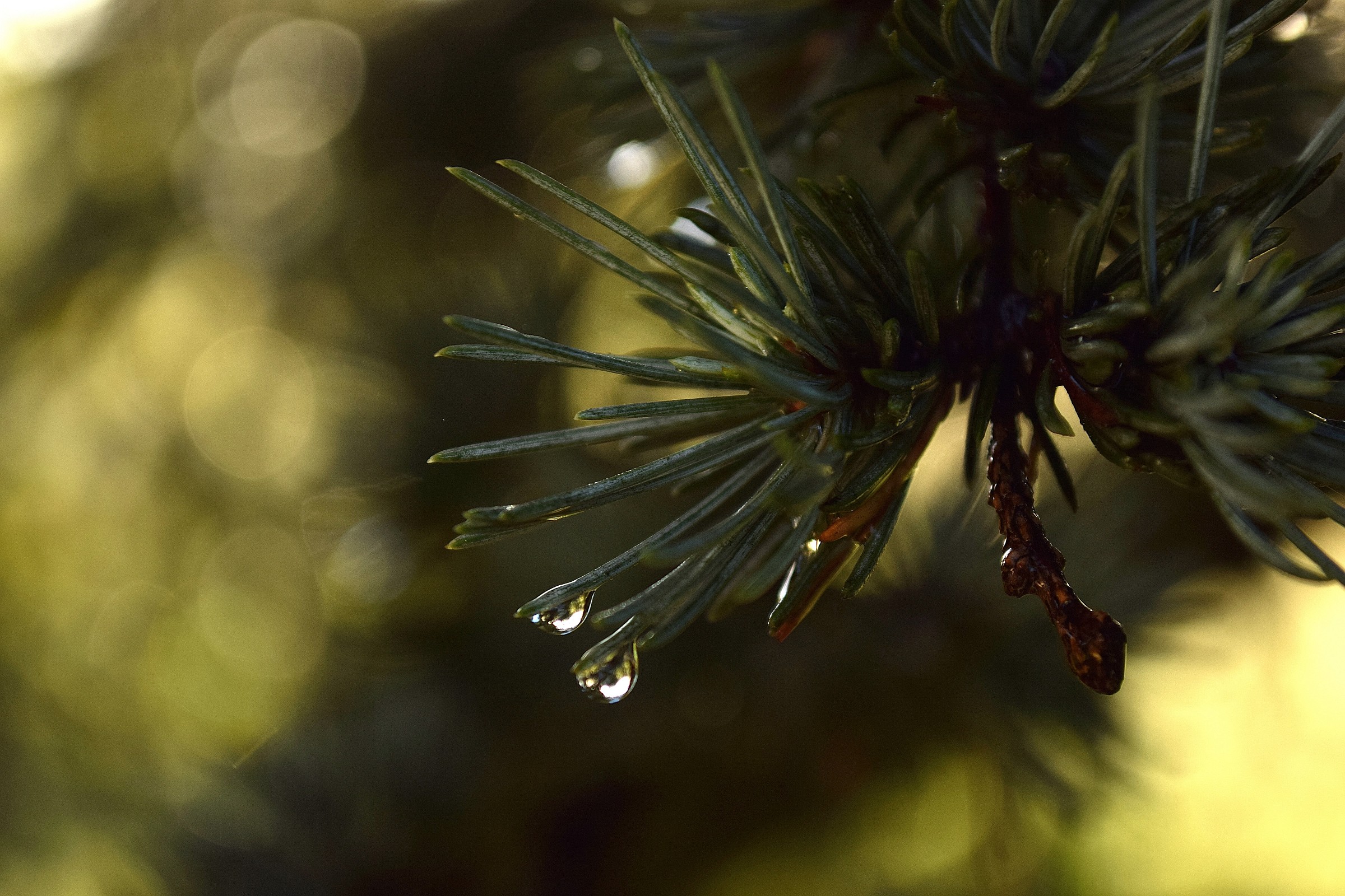 Cedrus Atlantica risvegliato