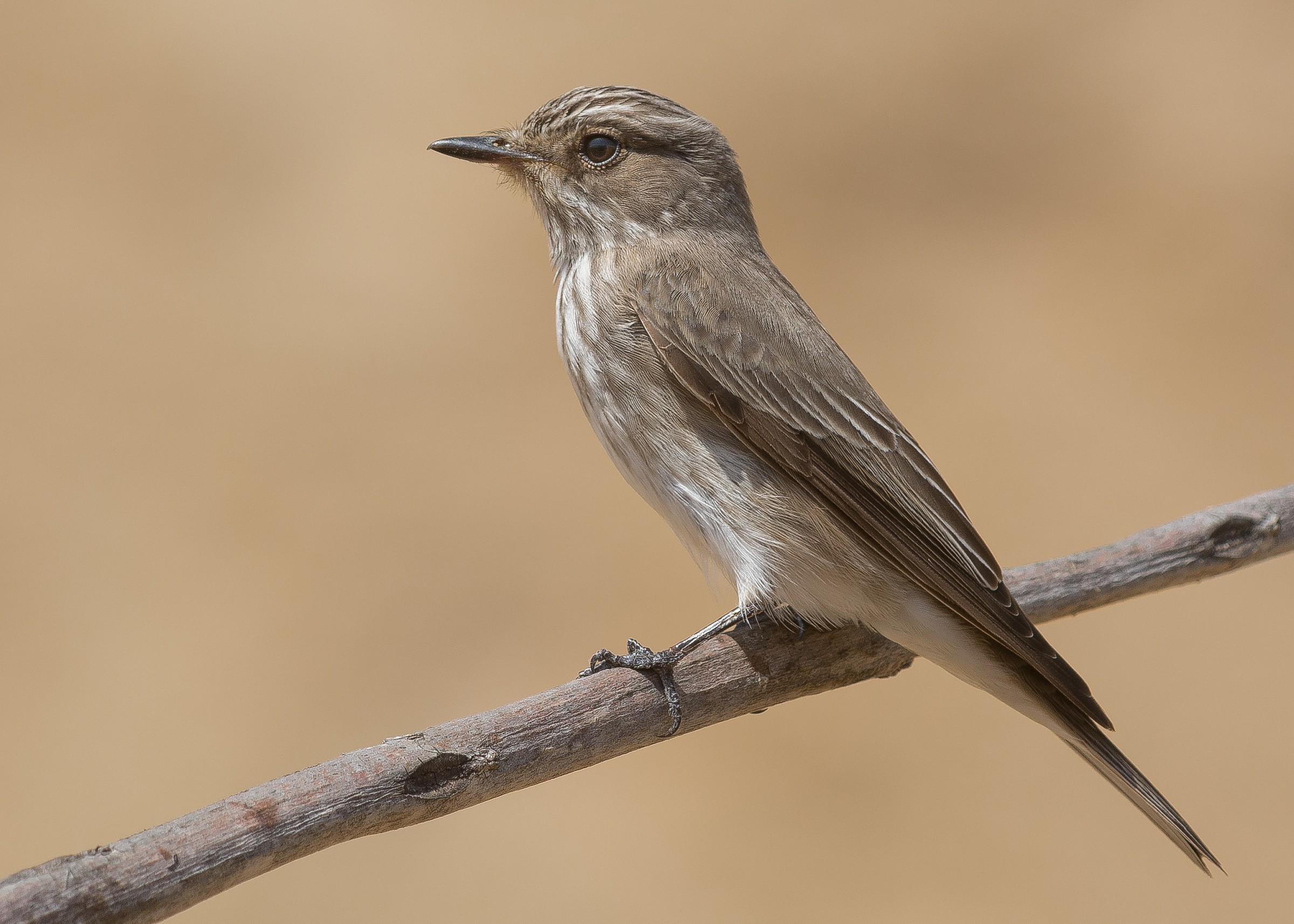 Spotted Flycatcher (Muscicapa striata)