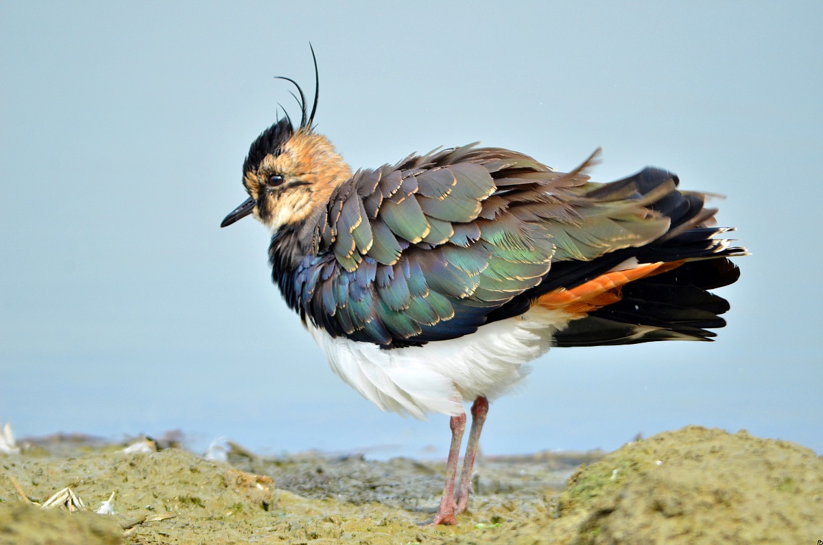 la bellezza dei colori della pavoncella