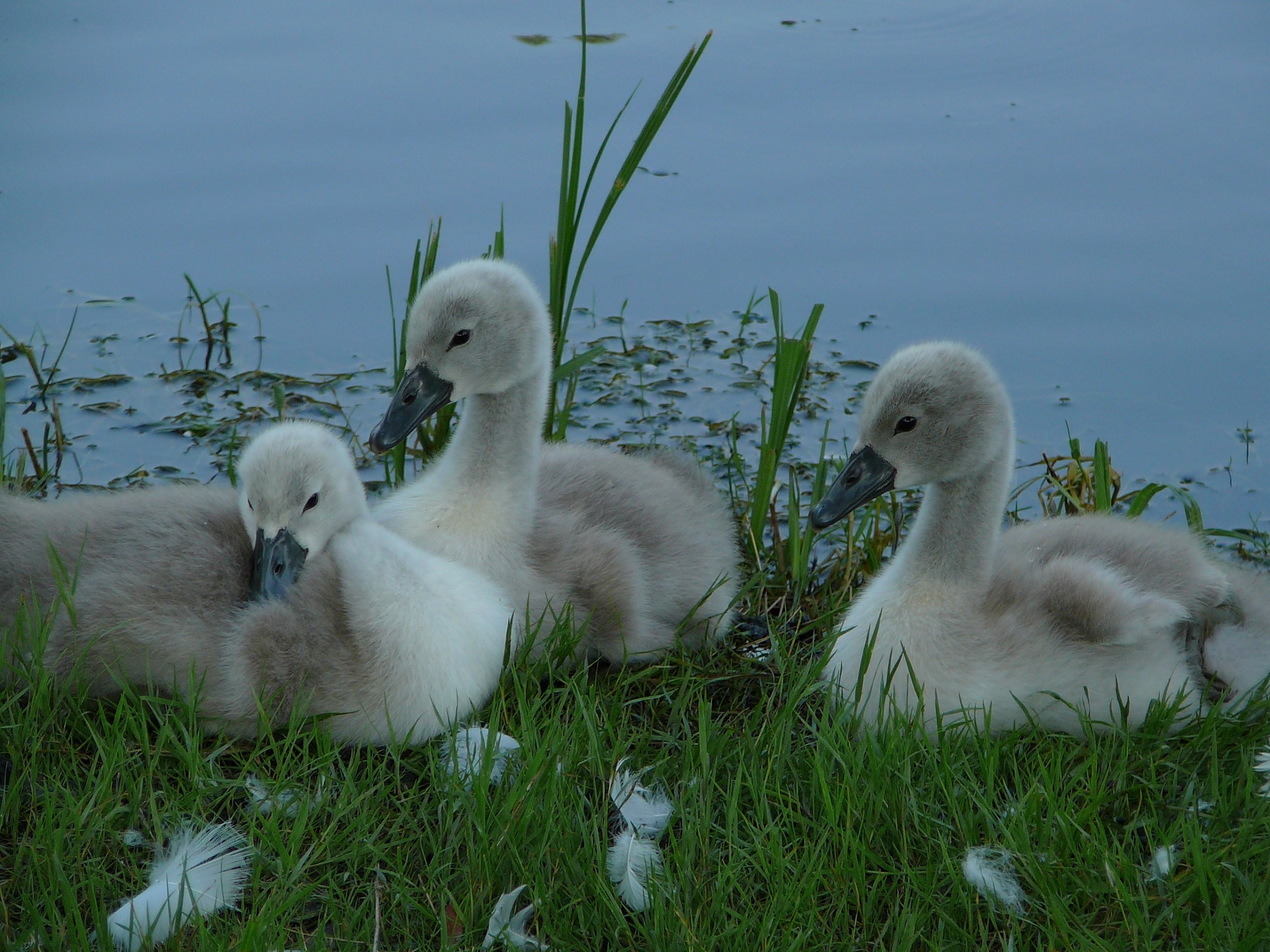 Piccoli cigni dell'Adda