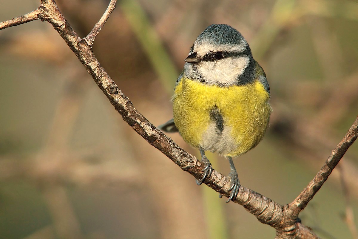 Blue Tit