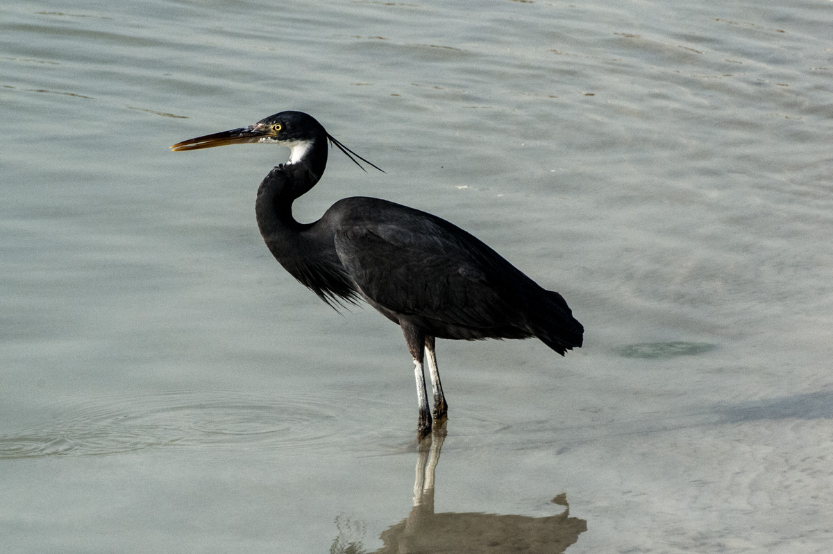 Egretta gularis