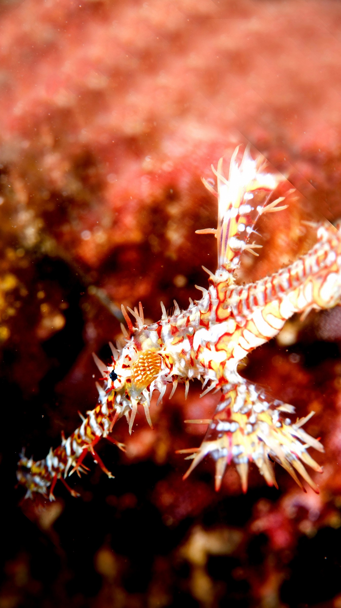 gost ornate pipefish