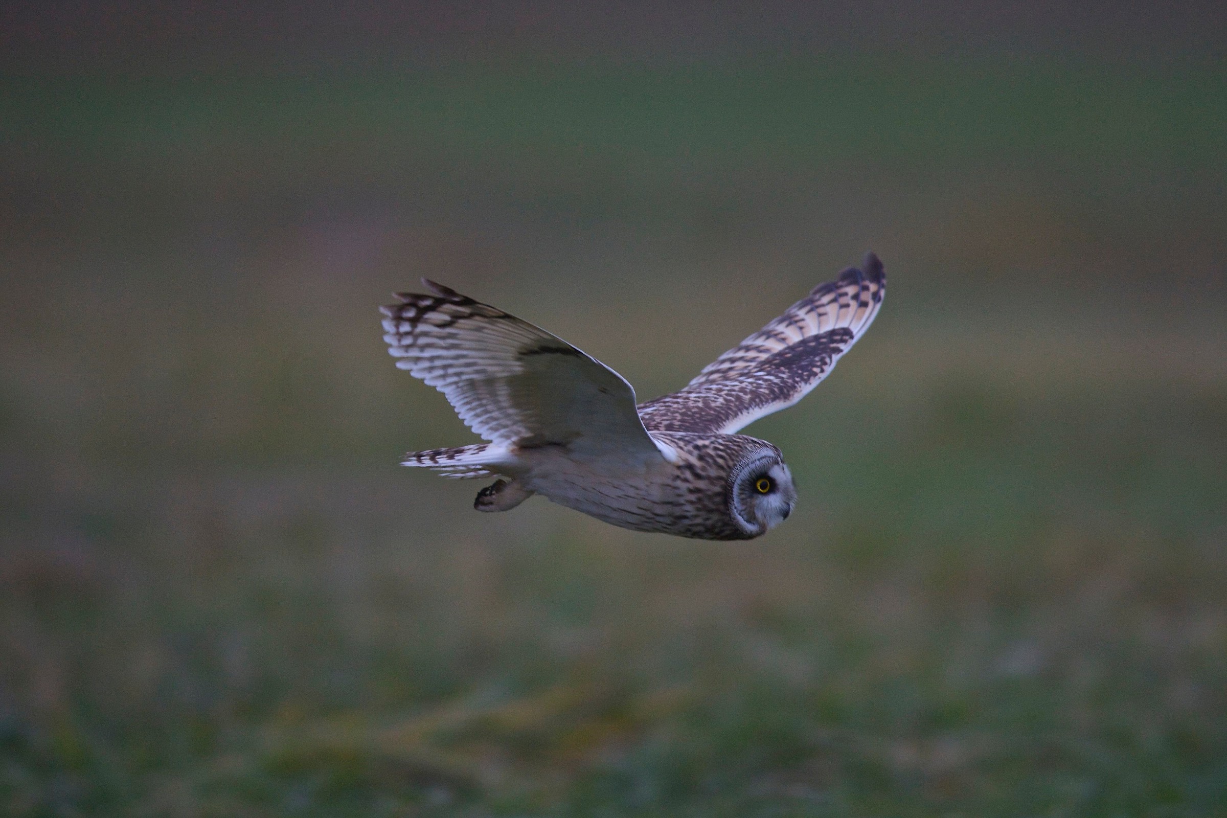 Hunting on the grass