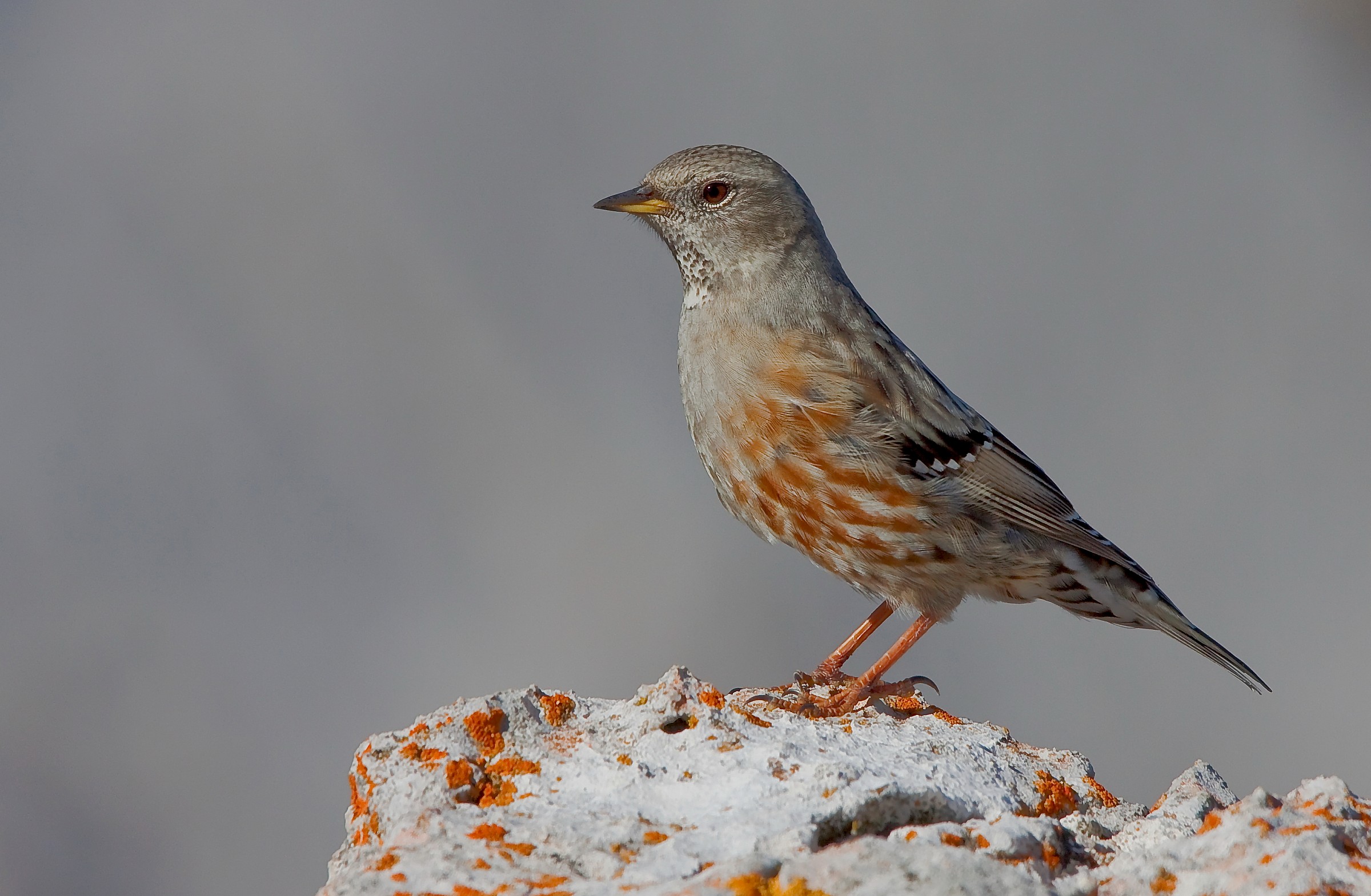Sordone - Monti del Gran sasso  a circa 2500m slm.