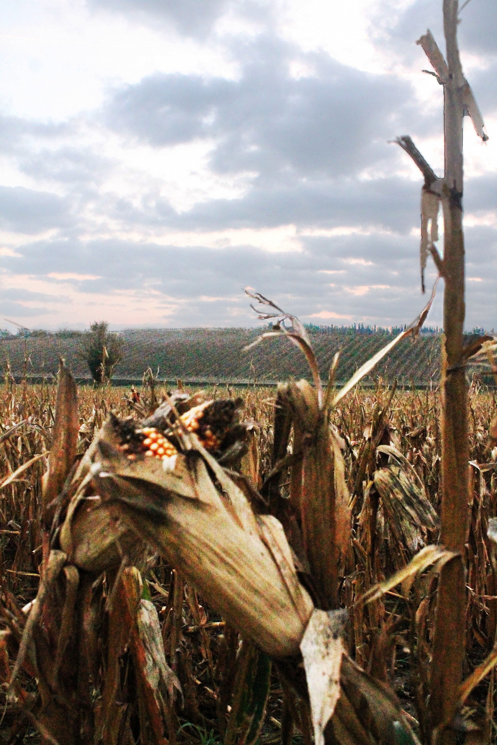 Campo di mais all'alba
