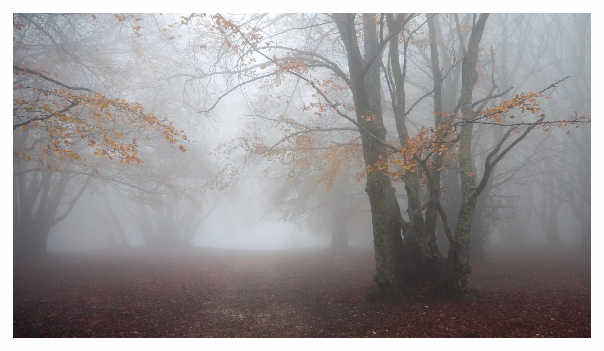 Magic autumn - Faggeta of Canfaito (mc)