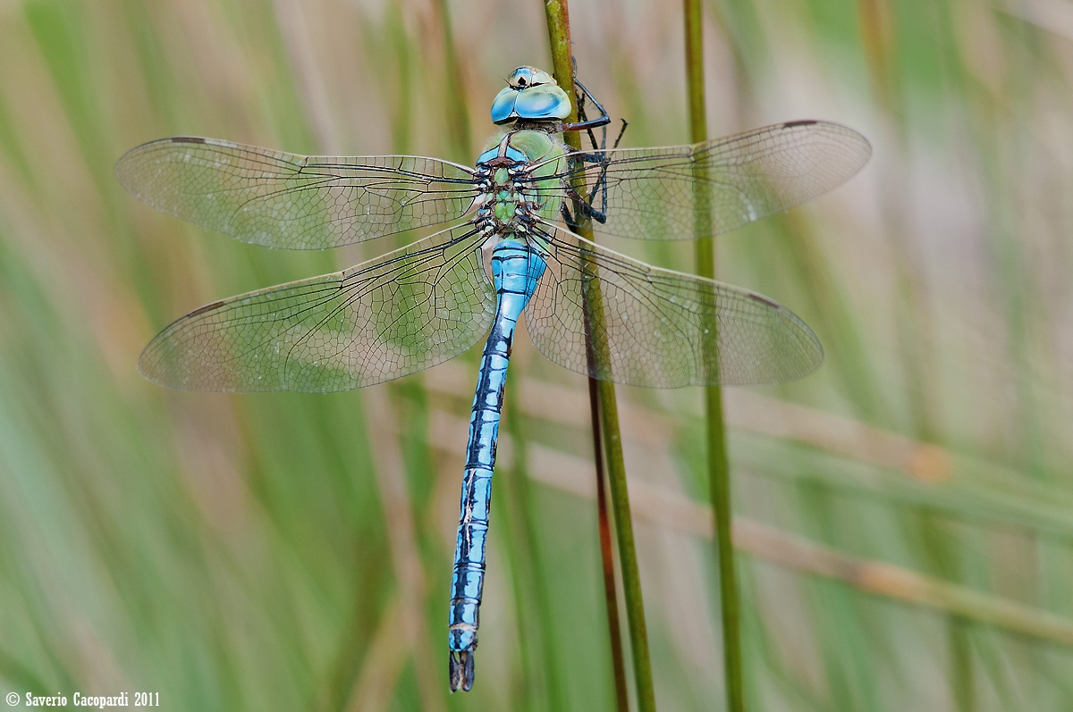 Anax imperator