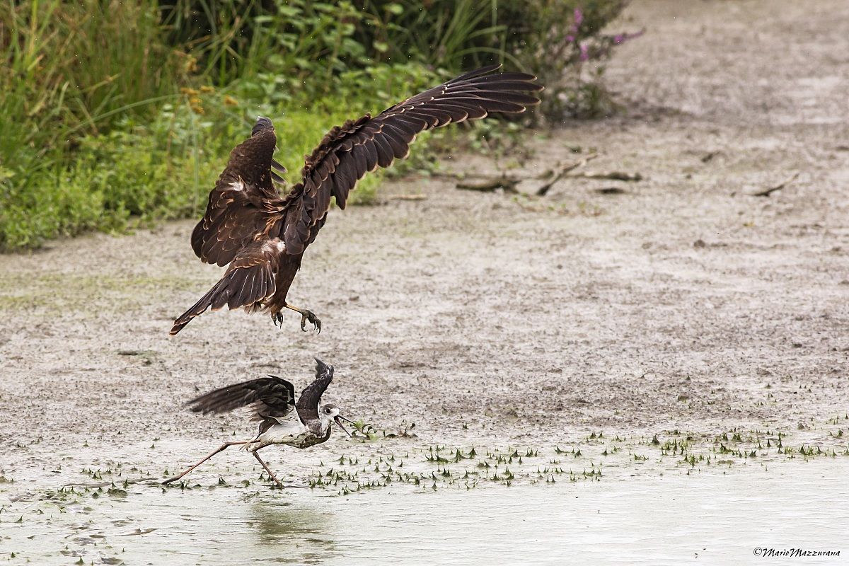 The harsh law of Nature