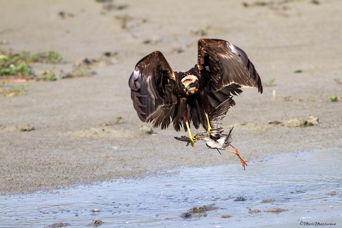 Marsh Harrier with Spotted Redshank