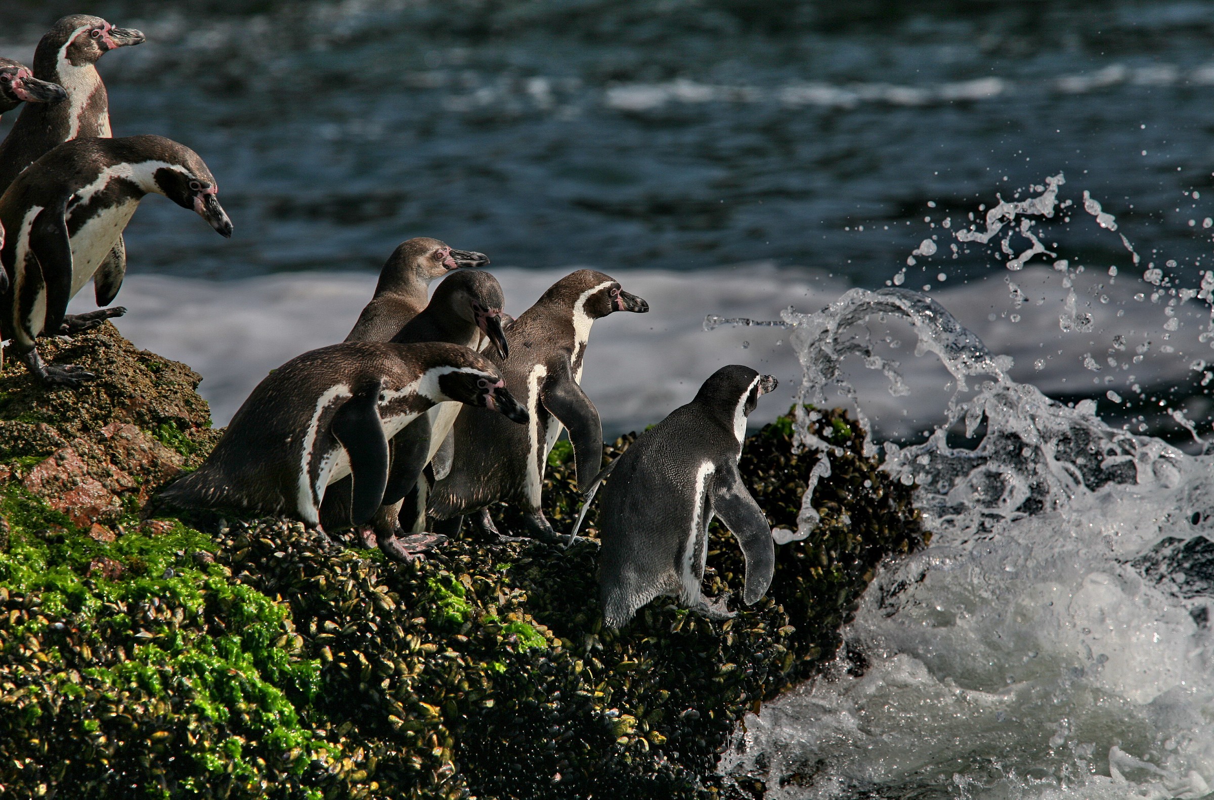 Pinguini di Humboldt
