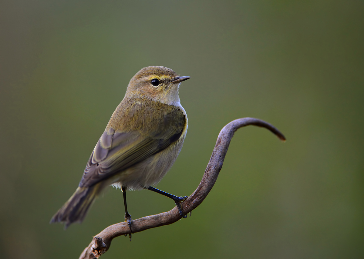 Chiffchaff