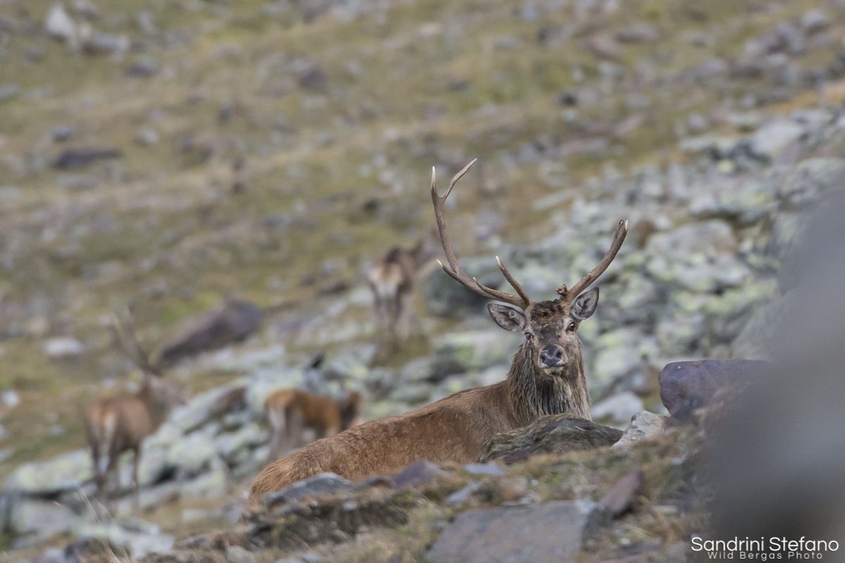 Sconfitta-Bramito 2014