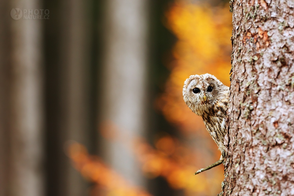 Tawny owl