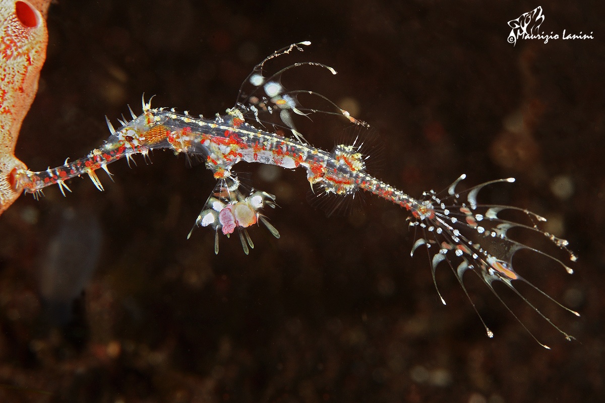 Ghost "phantasmagoric"