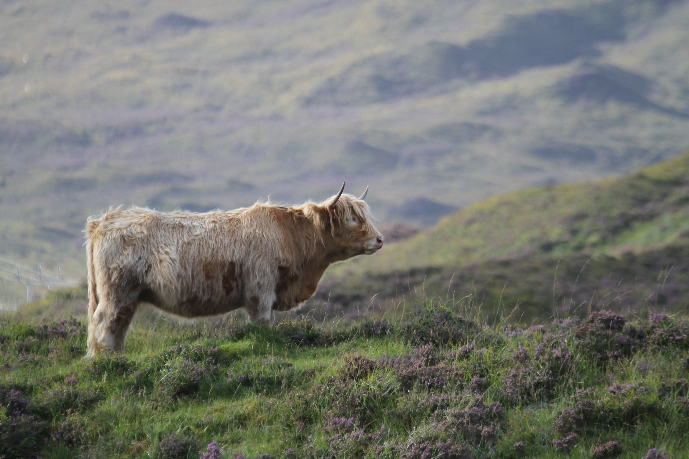 Cow in the Highlands, Scotland