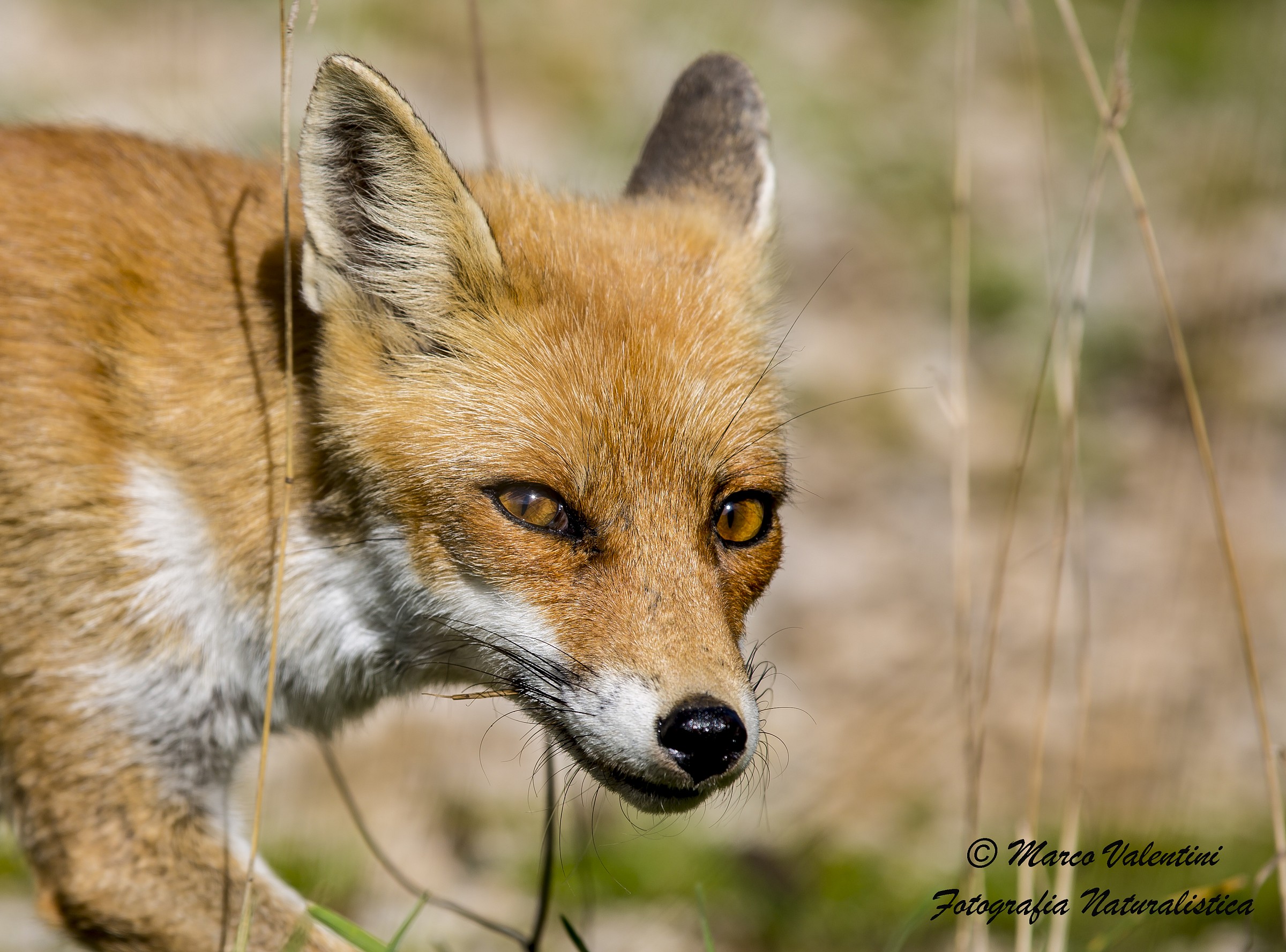 Lo sguardo della volpe